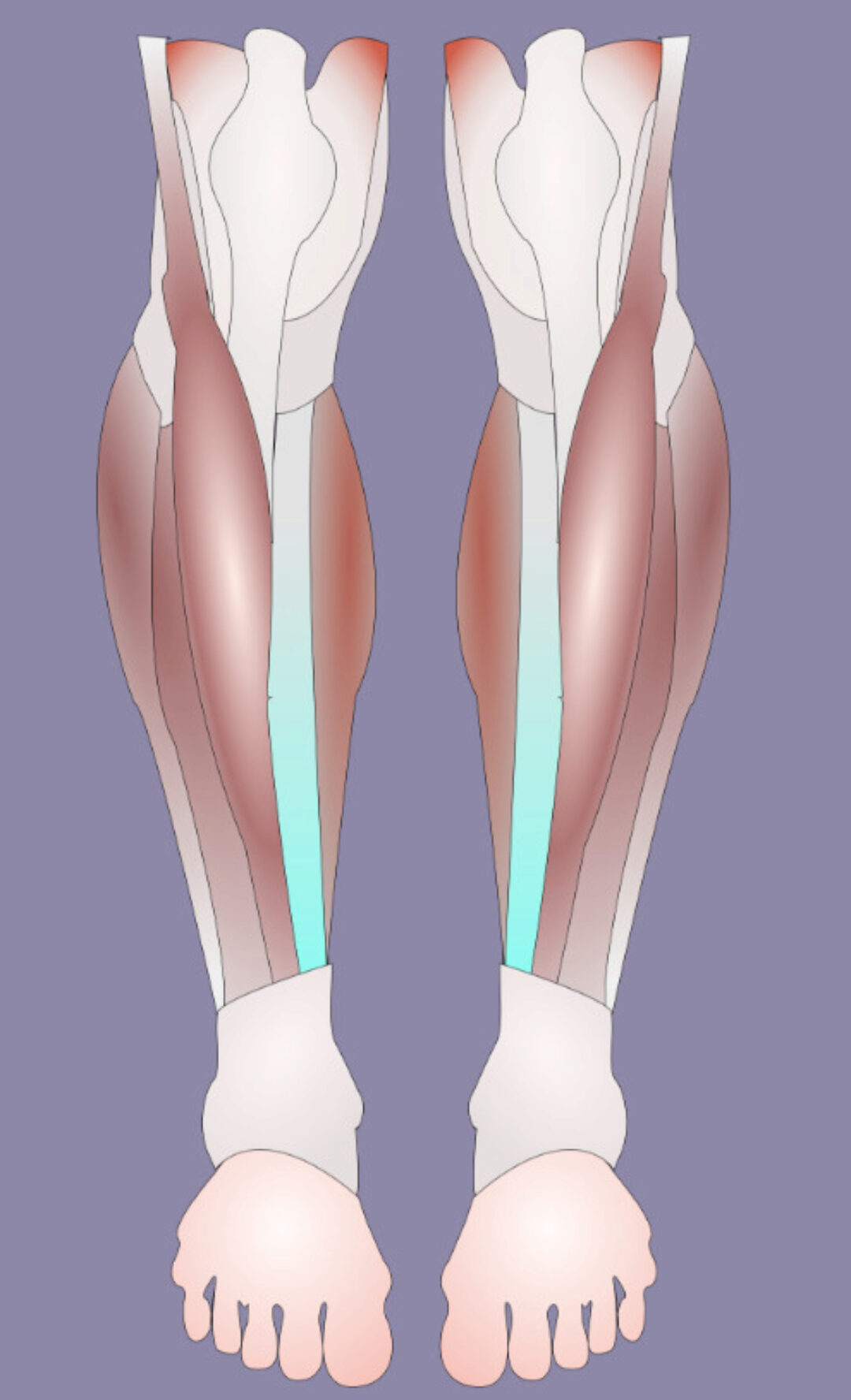 [МГХПА] Мышцы ног. Часть 2 (Александр Рыжкин)