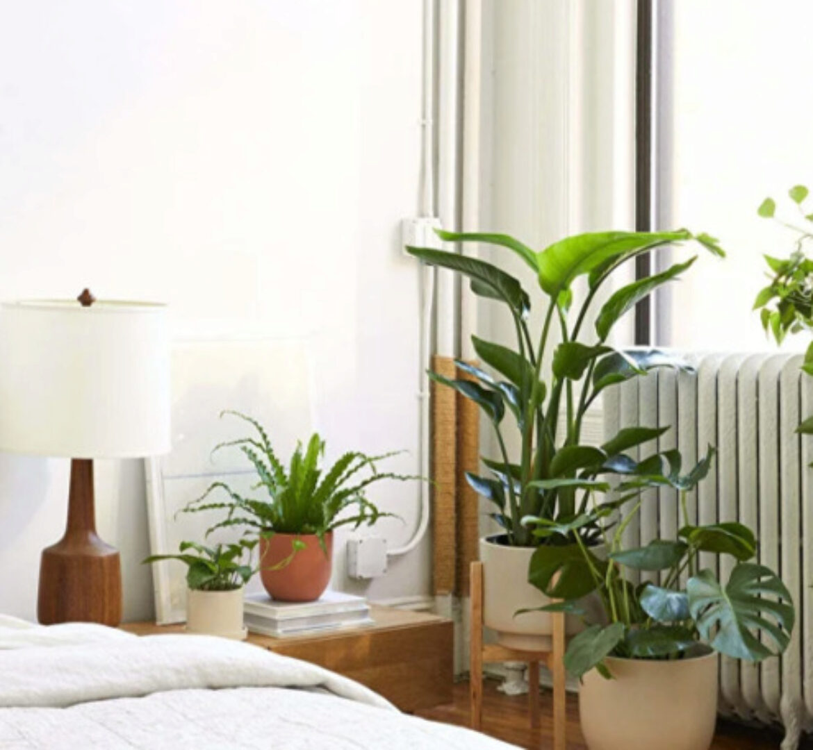 [uutno] Комнатные растения в интерьере