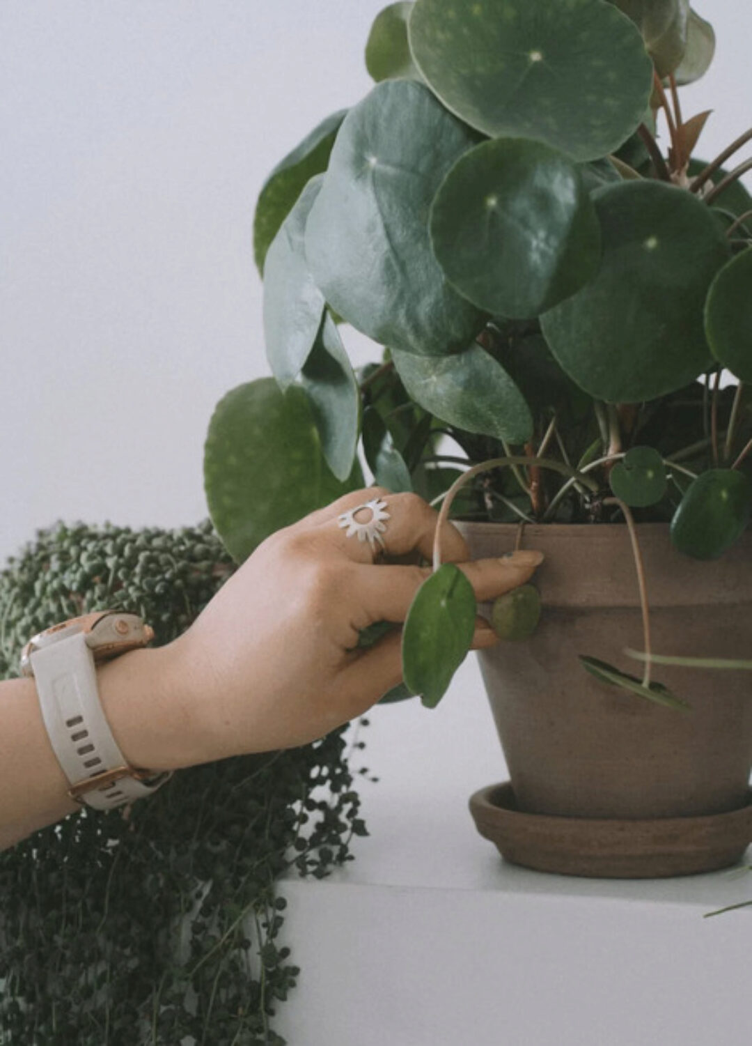 [plants.coach] Мини-курс по пересадке растений (Яна Строинская)