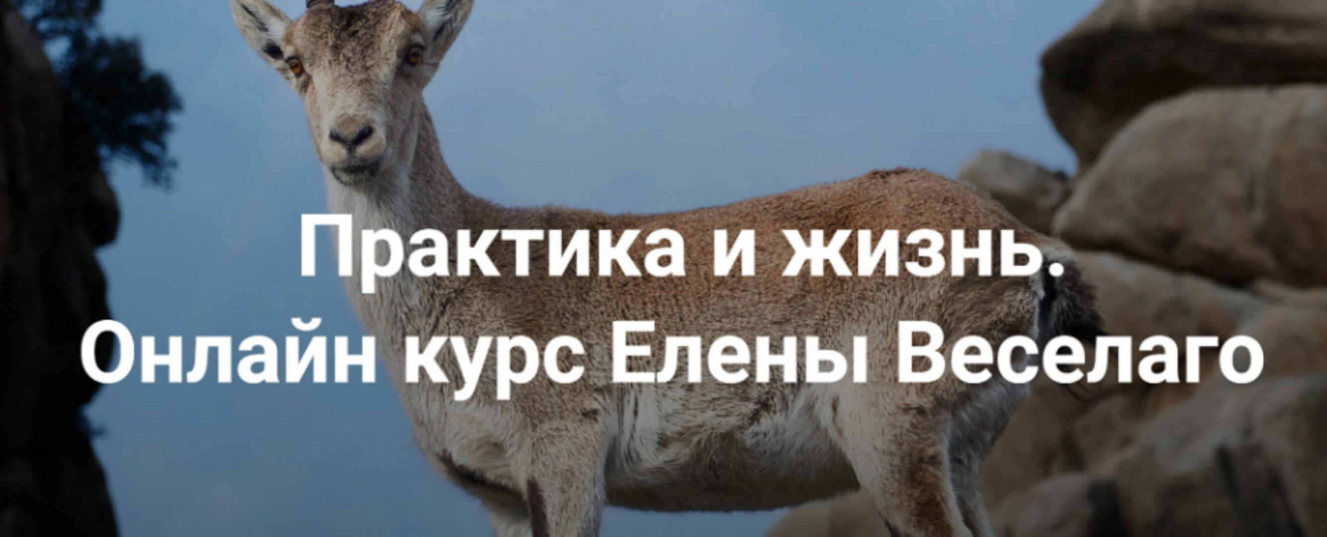 [Институт Открытого Поля] Практика и жизнь 2024. Ступень 1 (Елена Веселаго)