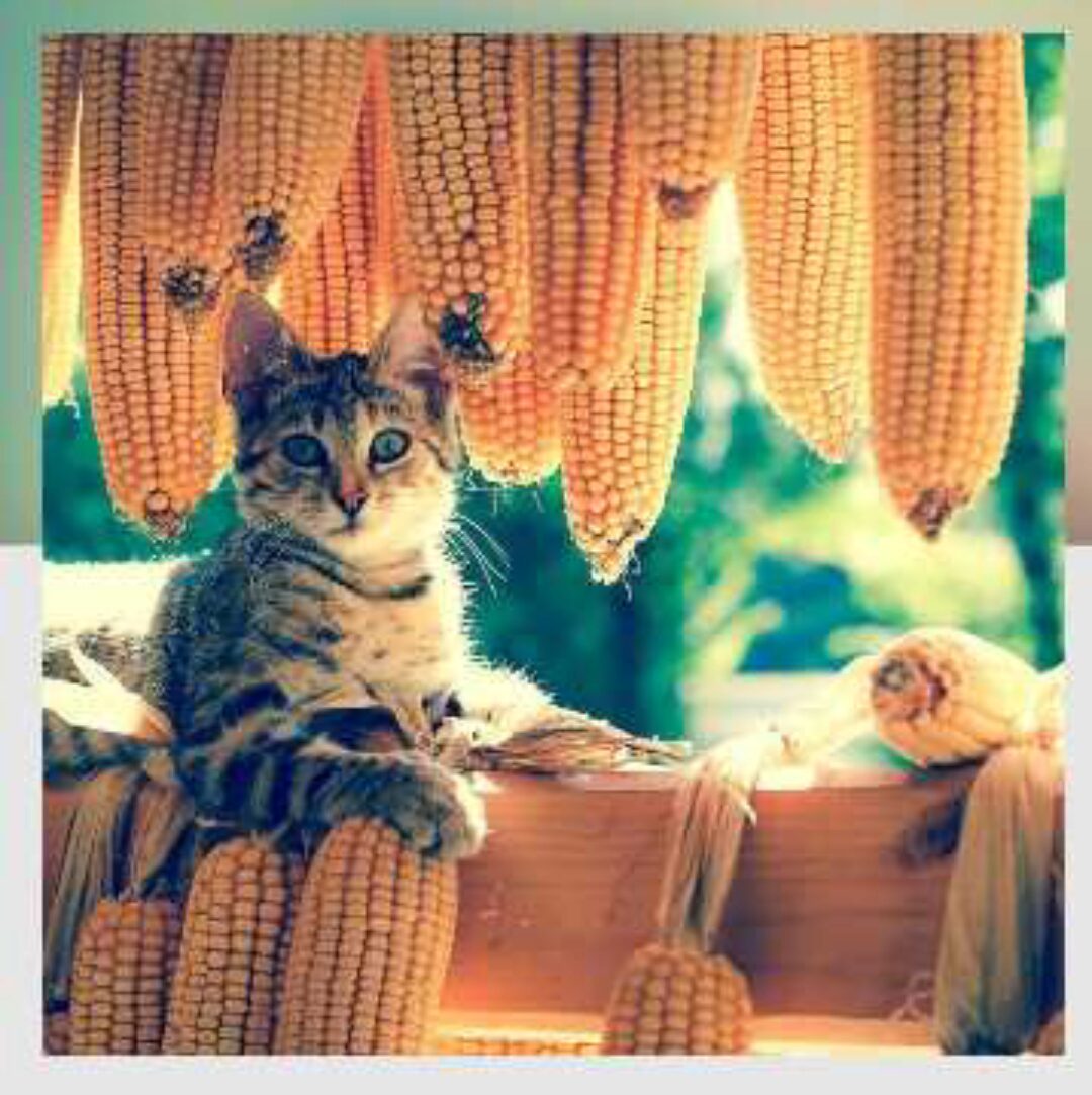 [Митра-Варуна] Накшатра Рохини. Глубокий анализ (Анна Ласточкина)