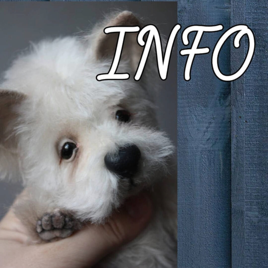 Онлайн по собакам в 2 частях: Вестик/Йорик и Китайская хохлатая/Такса (Светлана Каракулева)