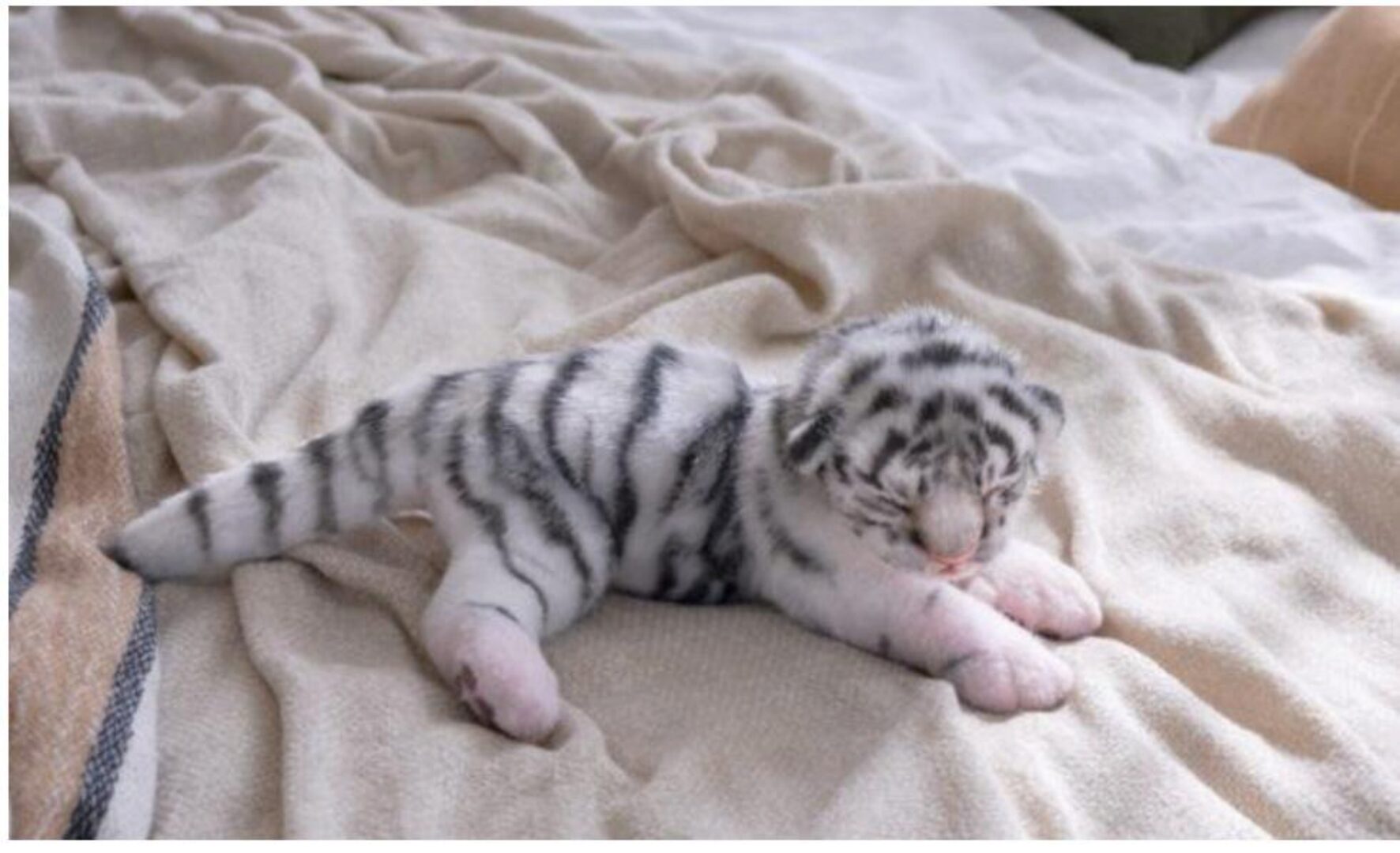 [Home Fellows] Новорожденный тигренок (Юлия Зубарева)