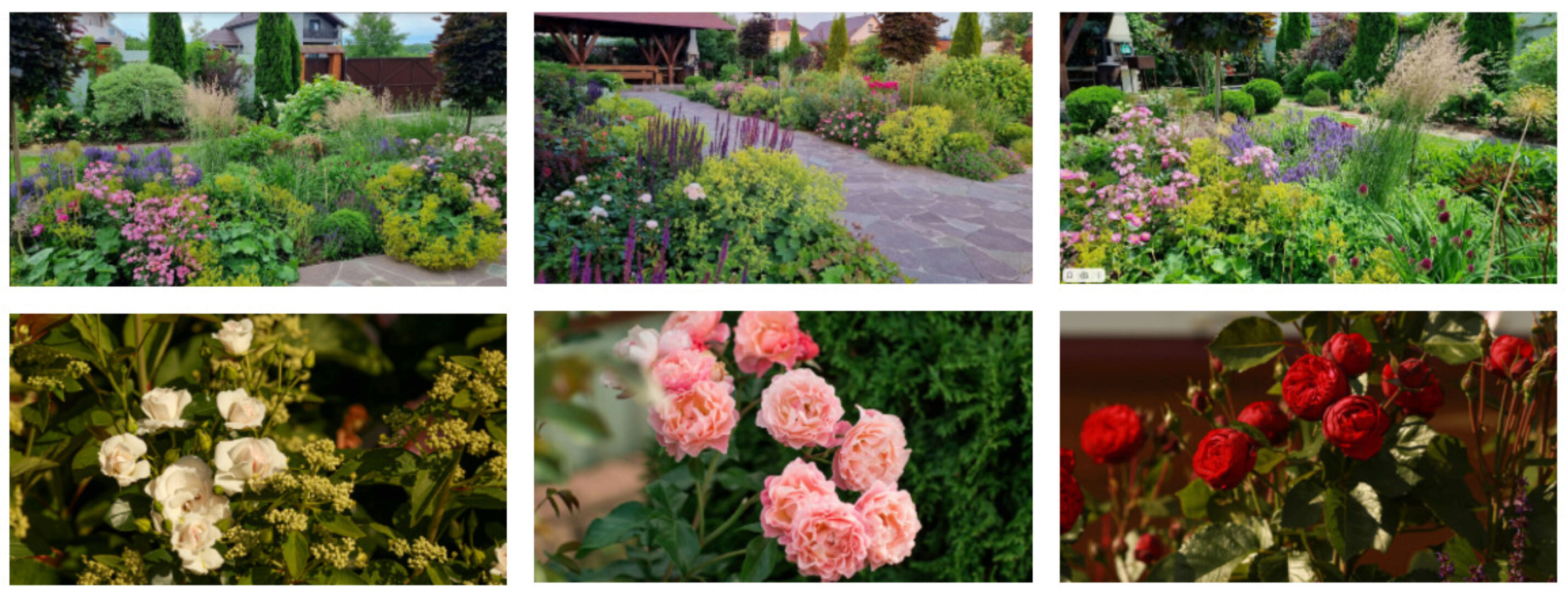 Розы в неприхотливом саду. Система выбора, посадки и ухода, проверенная опытом (Наталья Мягкова)