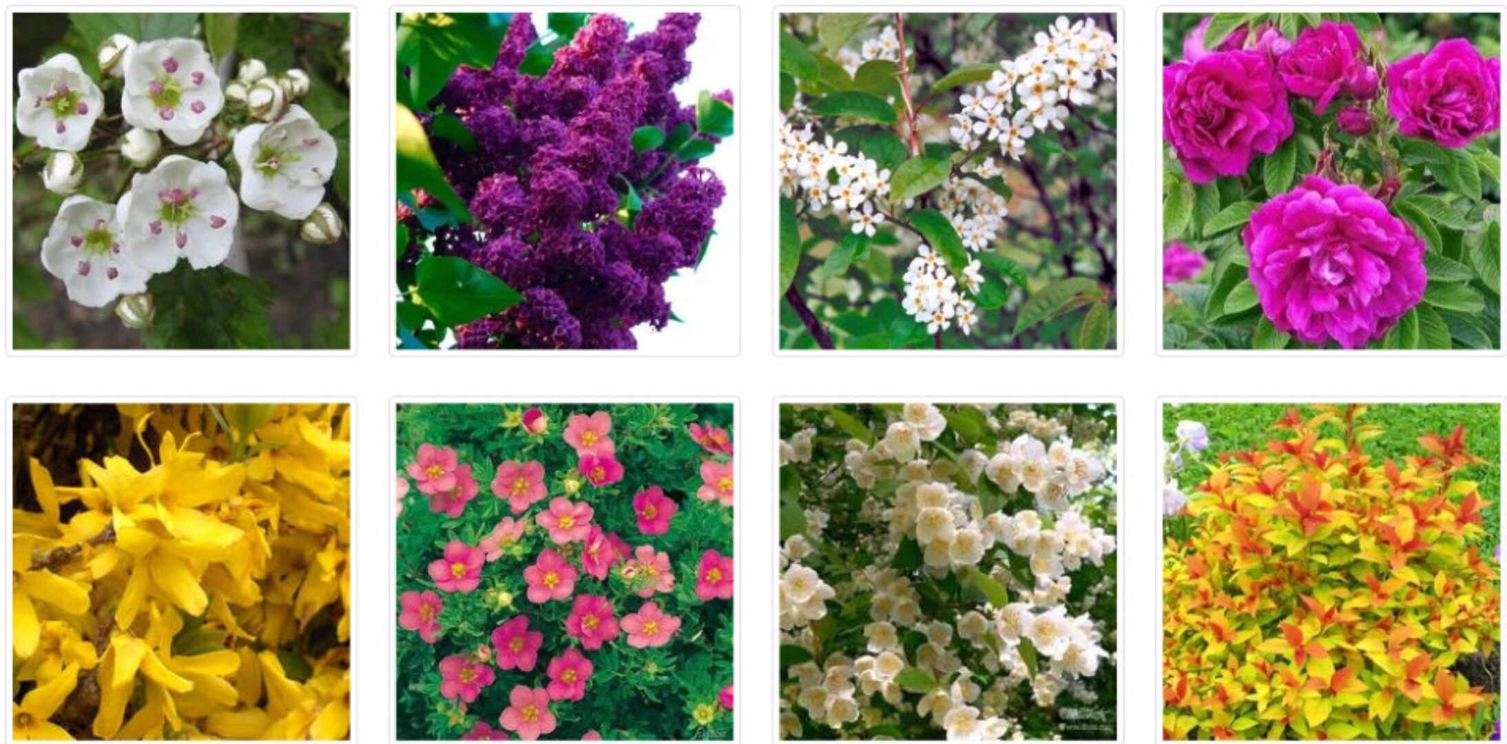 Красивоцветущие кустарники для вашего сада (Наталья Мягкова)