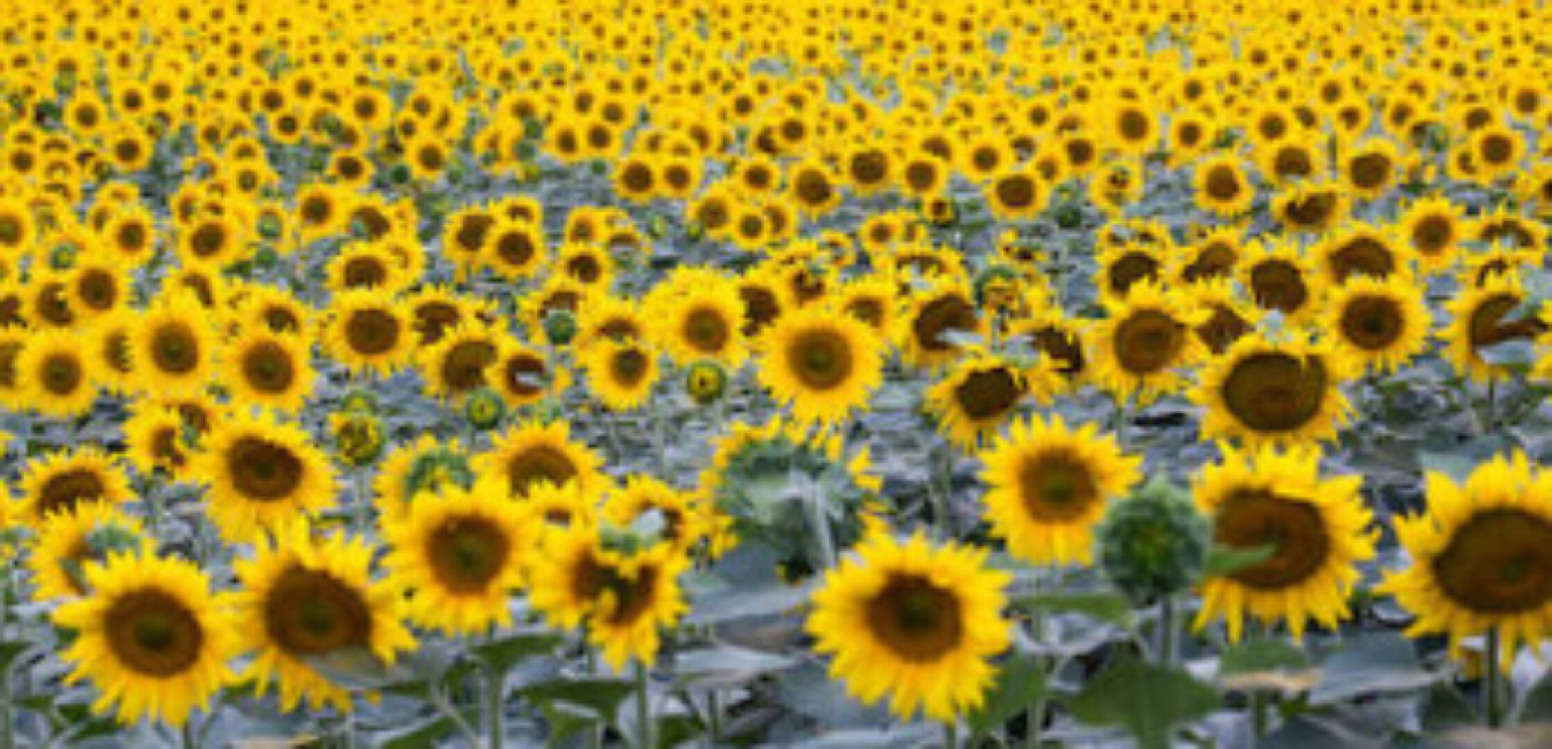 [аудио-гипноз.рф] Аудио-гипноз «Мышление изобилия» (Николай Никитенко)