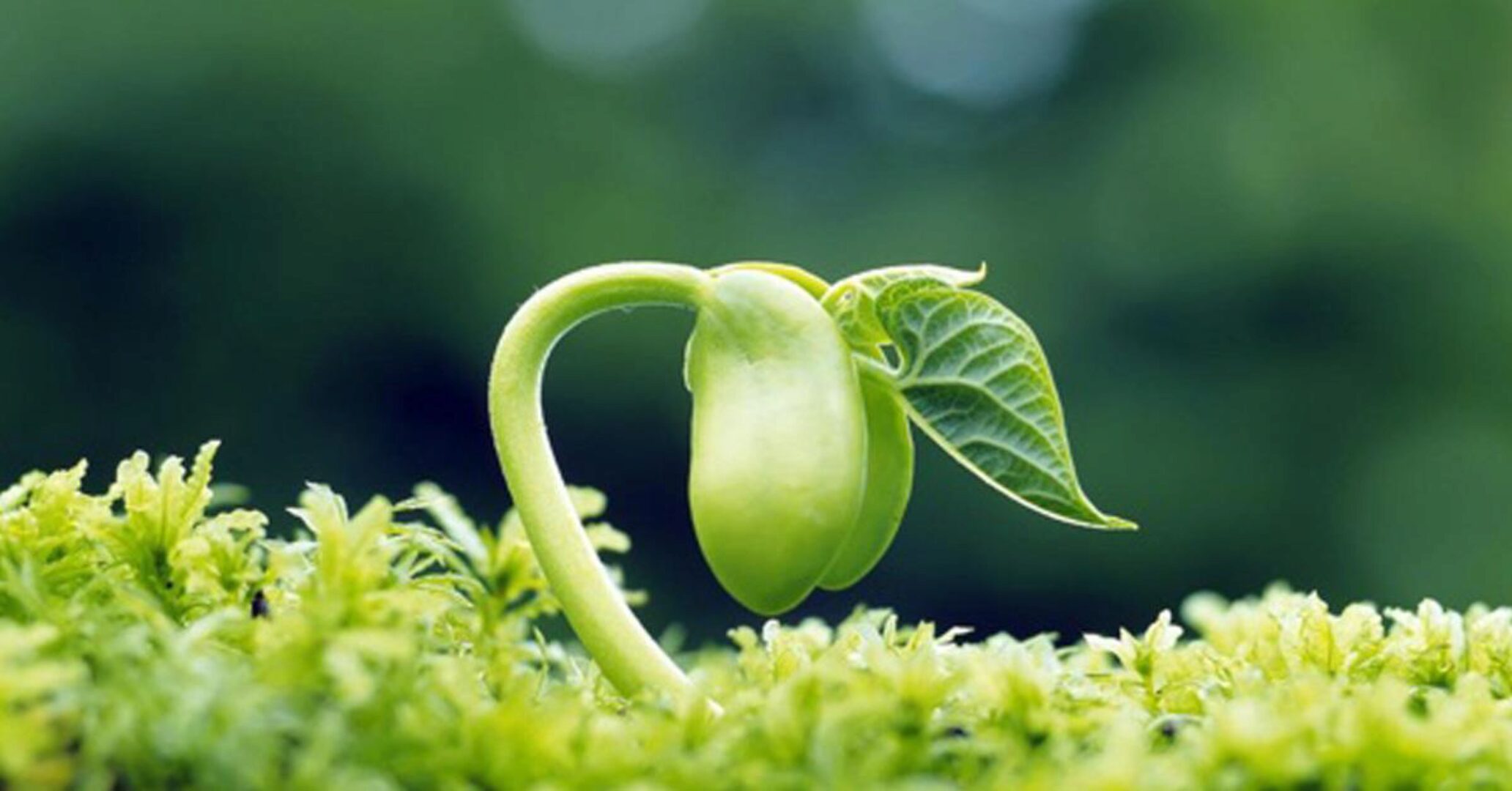 Индивидуальная биодинамика тела по методу Лоскутовой (Надежда Лоскутова)