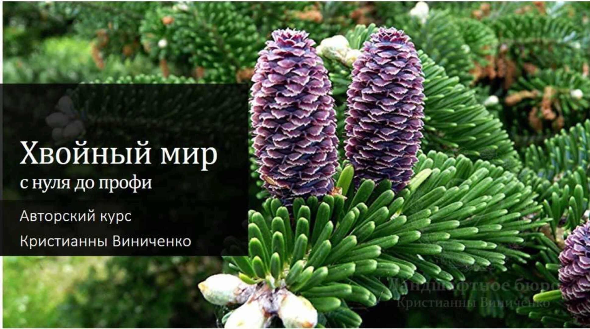 Хвойный мир. 3 поток (Кристианна Виниченко)