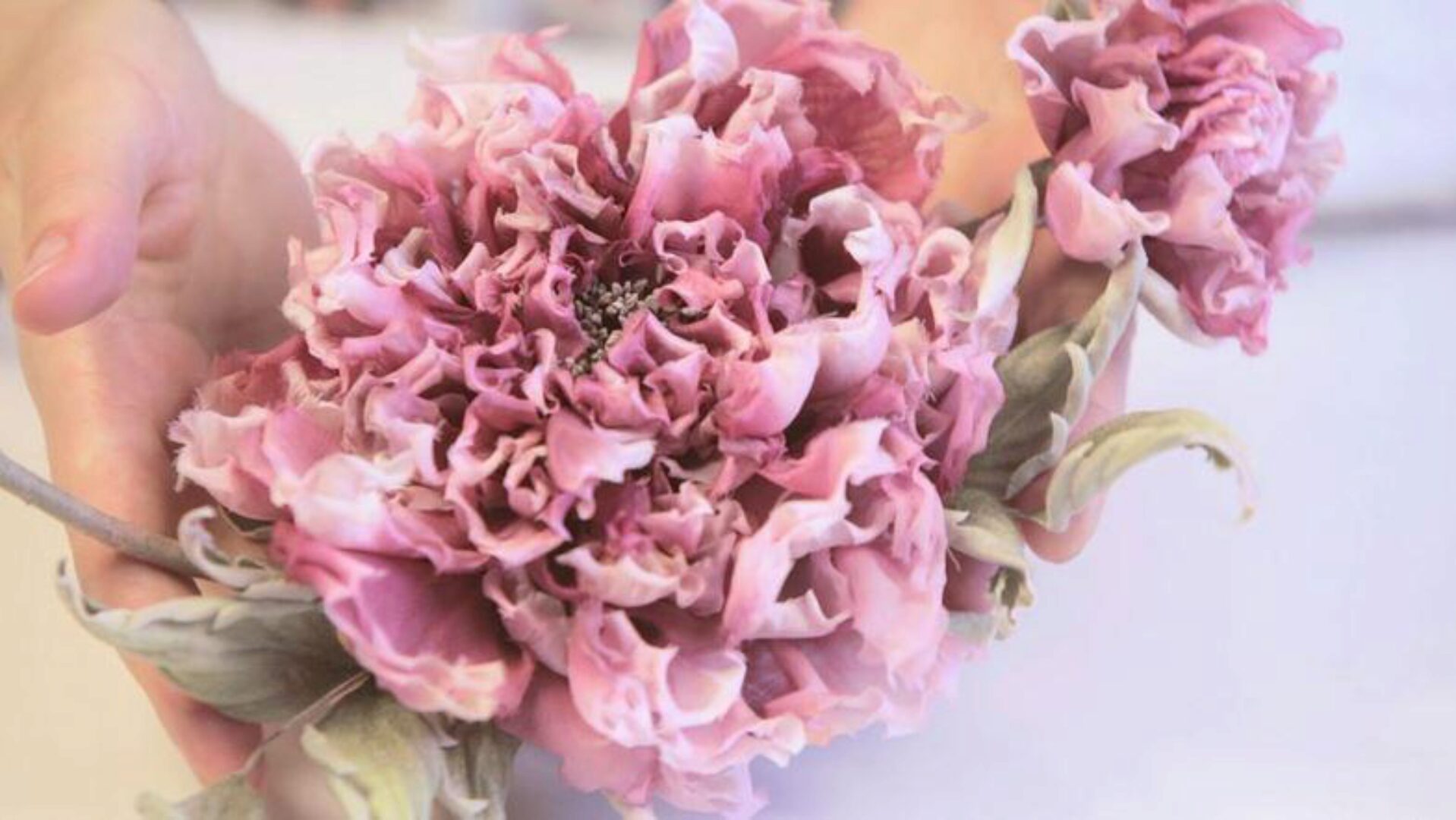 Роза Анджелина (Полина Кузнецова)