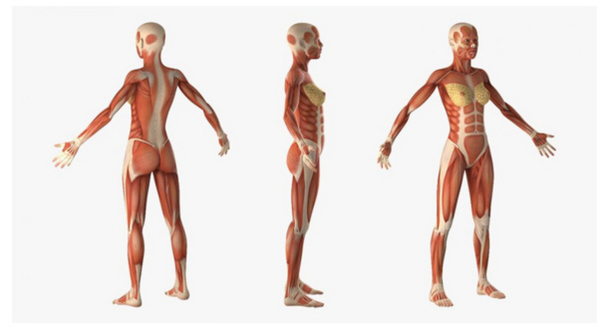 [Кадуцей] Изотоническая гимнастика. Подтянутый живот, талия и ягодицы (Константин Мухин)