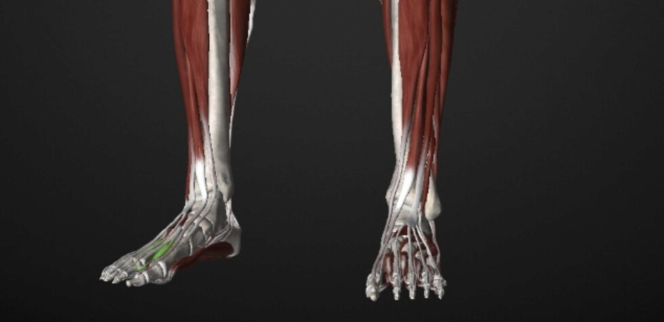 Массаж триггерных точек в голени и стопе (Артем Пак)