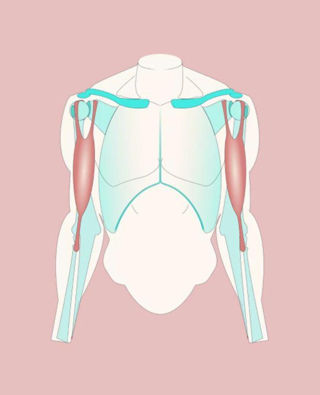 [МГХПА] Мышцы рук (Александр Рыжкин)