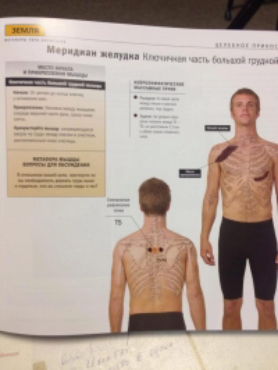 Целебное прикосновение. Полный курс.Практическое руководство  [Джон  Ти,Мэтью Ти]