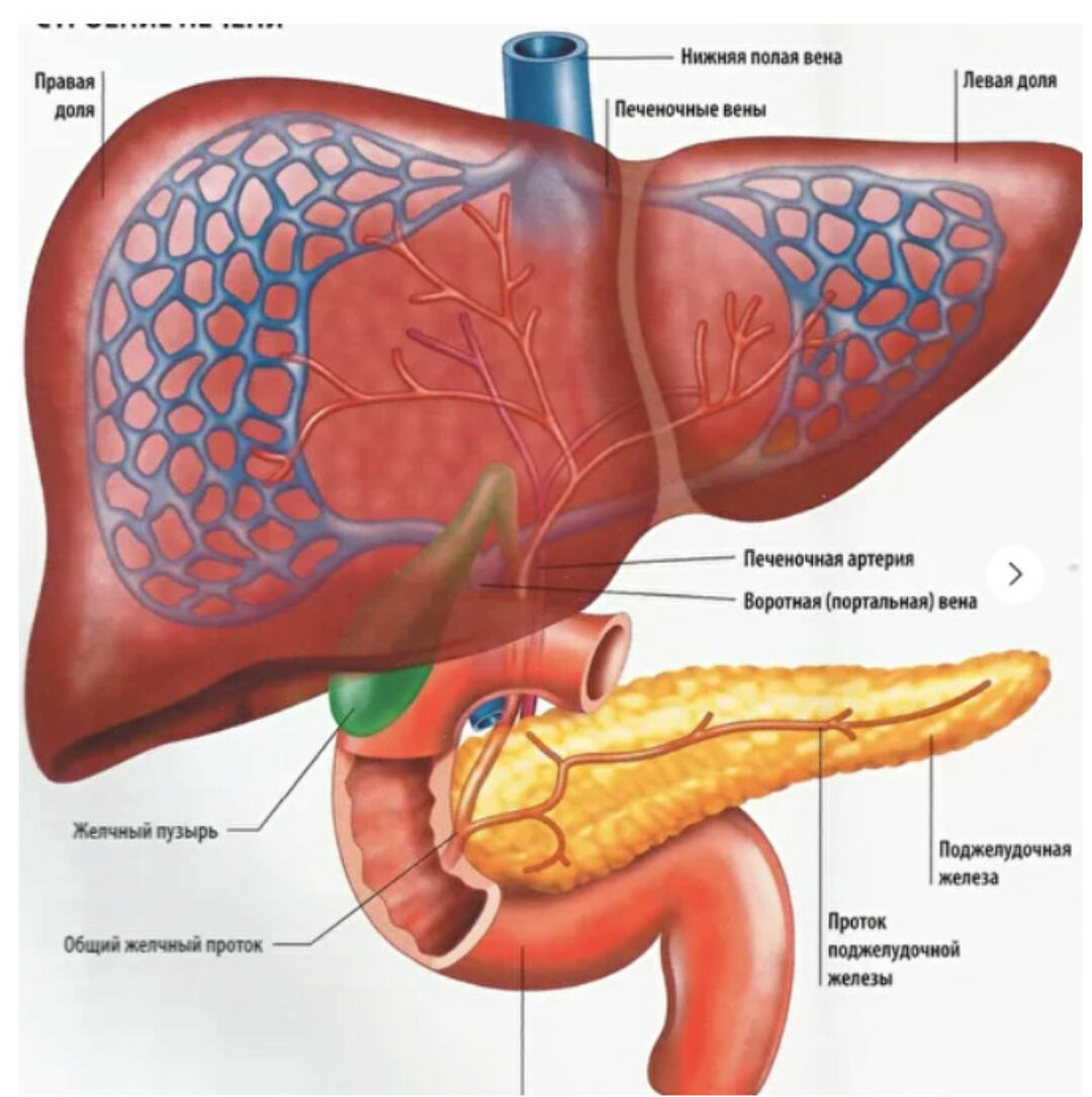 Как улучшить отток желчи (Тимофей Кармацкий)