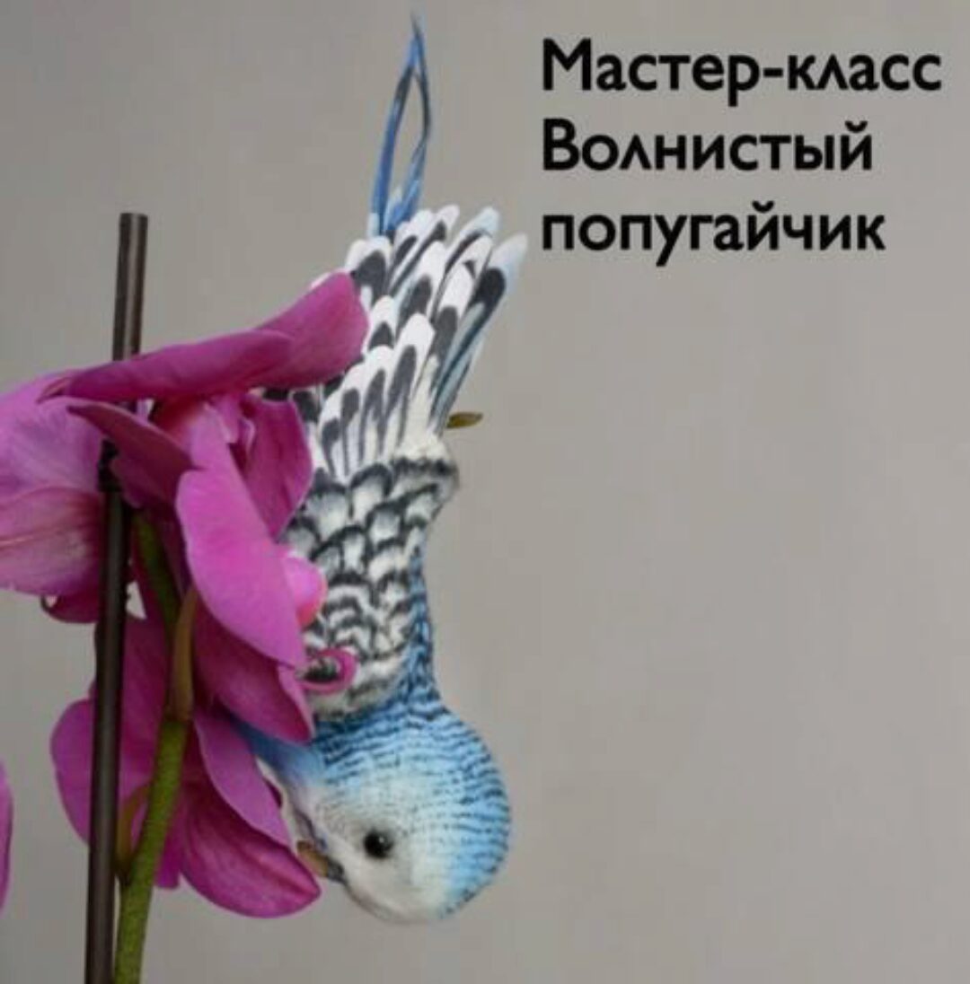 [Home Fellows] Волнистый попугайчик (Юлия Зубарева)