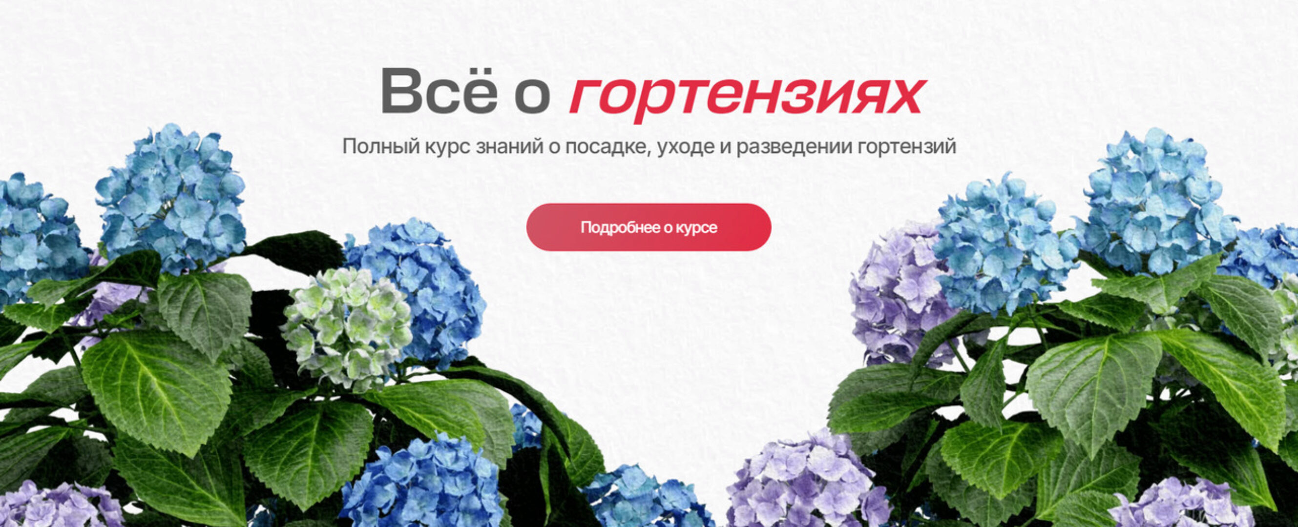 [Умный садовник] Всё о гортензиях. Тариф Оптимальный (Дмитрий Звонка, Ольга Никитина)