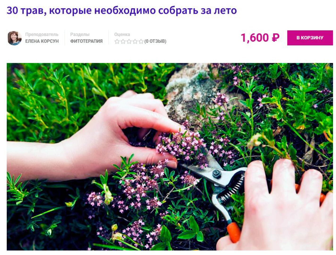 30 трав, которые необходимо собрать за лето (Елена Корсун)