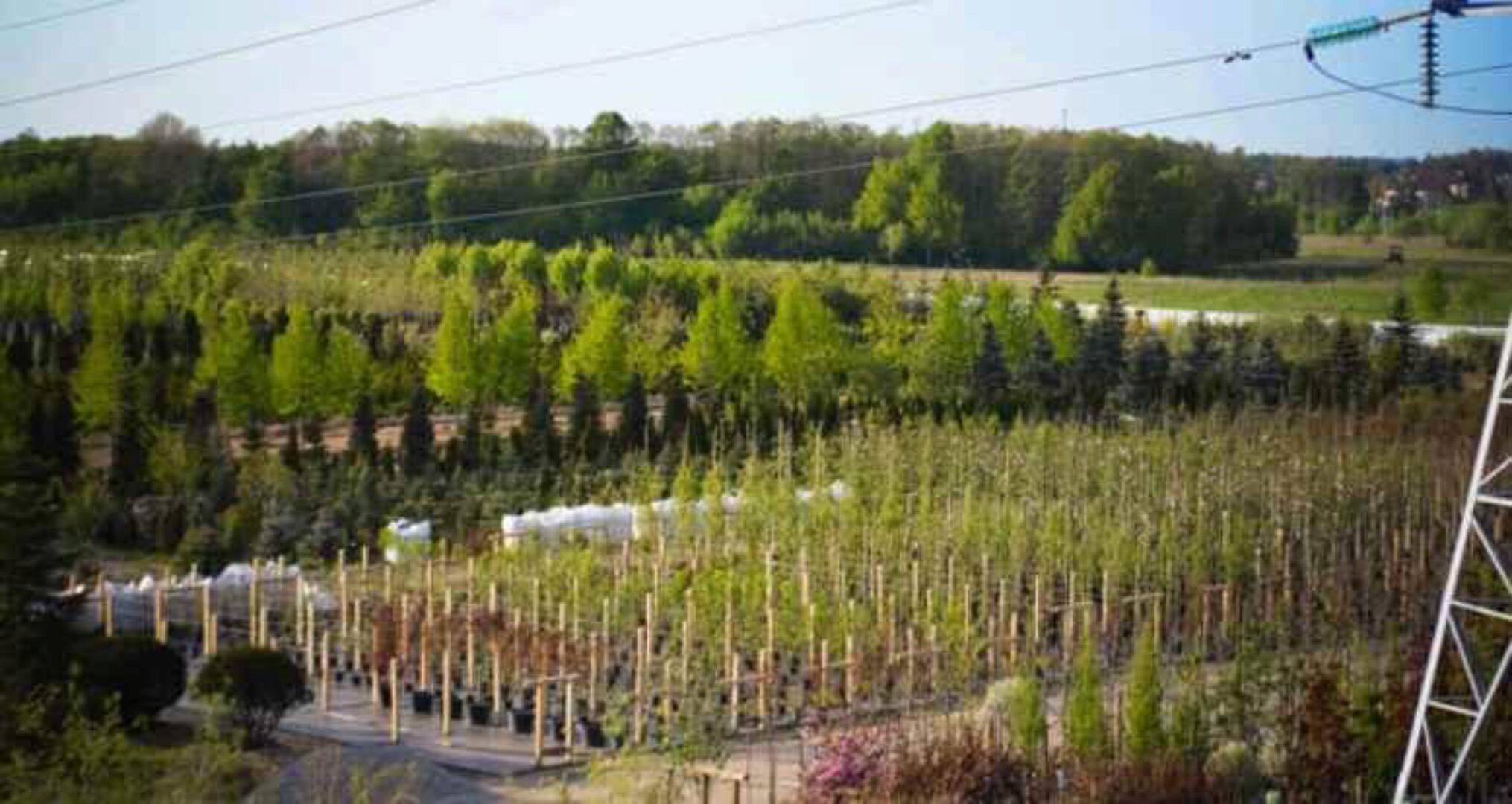 [АППМ] Питомник. Опыт создания и развития. Практические советы (Вера Глухова, Ирина Сингаевская)
