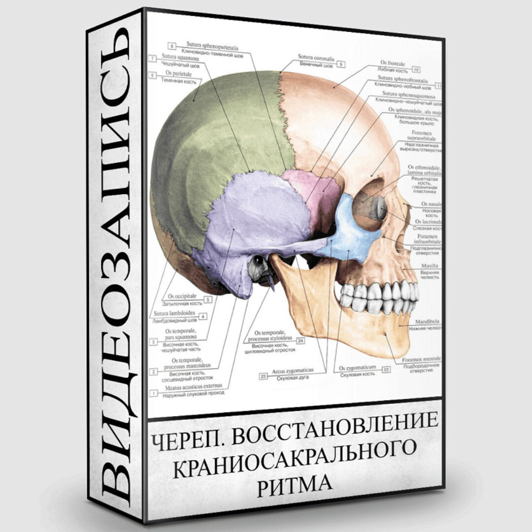 Череп. Восстановление краниосакрального ритма (Людмила Малышева)