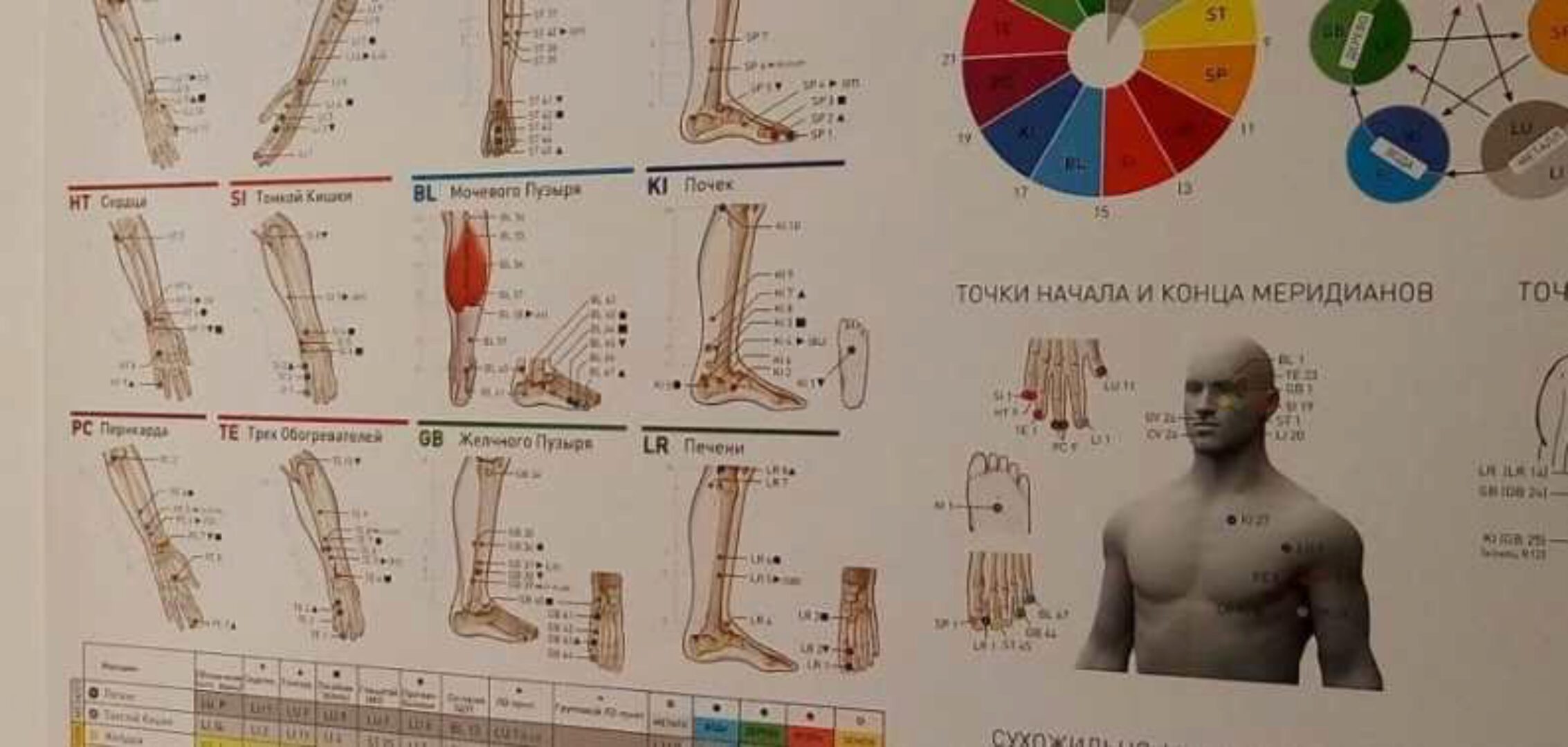 Плакат Иннервация и Рефлексы (KinesioSpace)