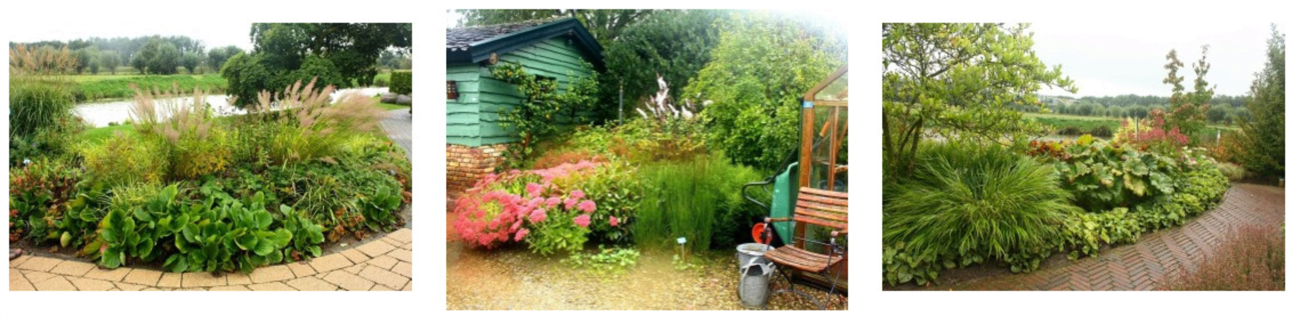 Злаки — модные акценты для цветника. Виды и сорта (Наталья Мягкова)