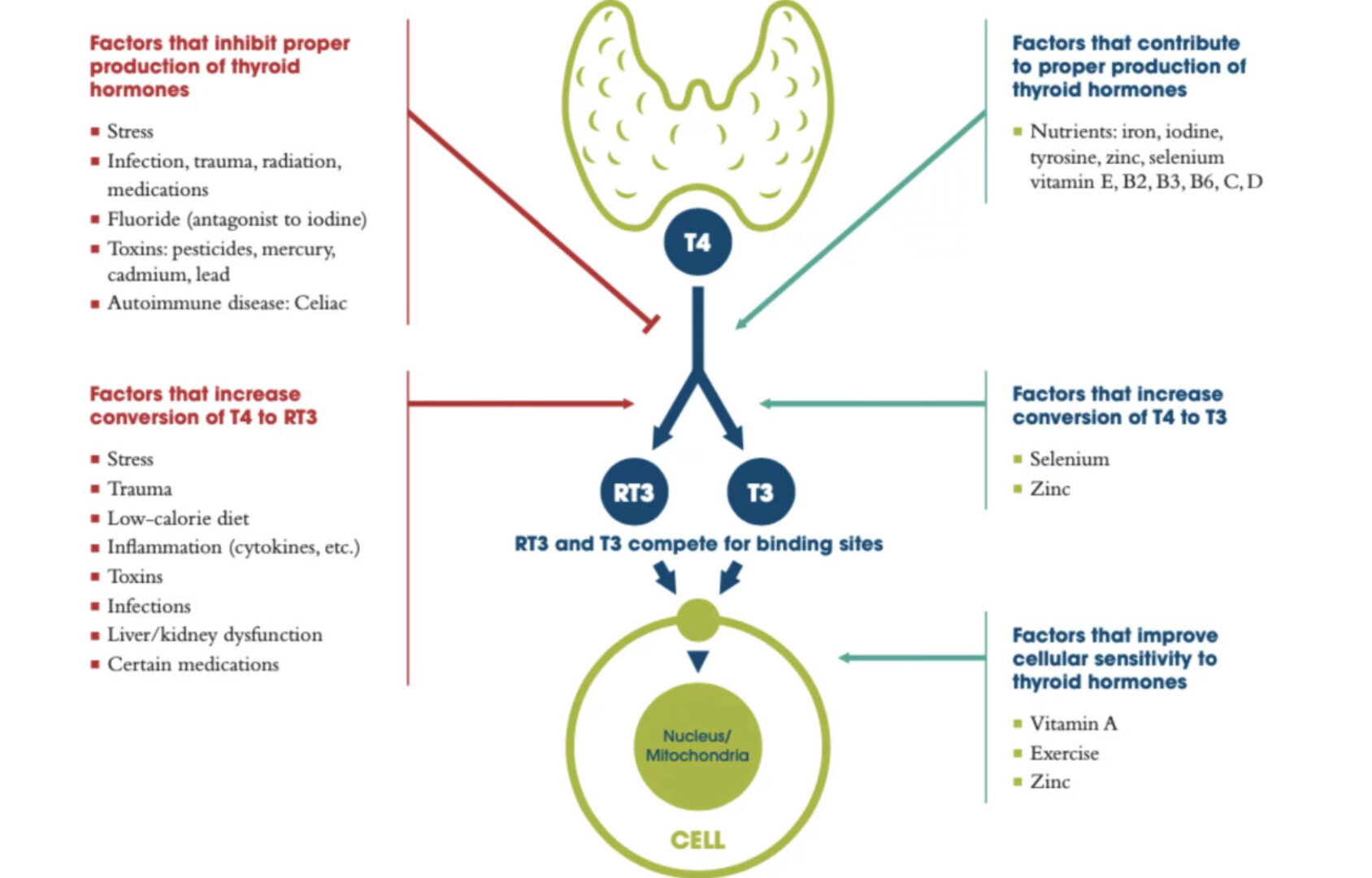 Новые аспекты в Функции щитовидной железы и щитовидного гормона (Андрей Лобузнов)