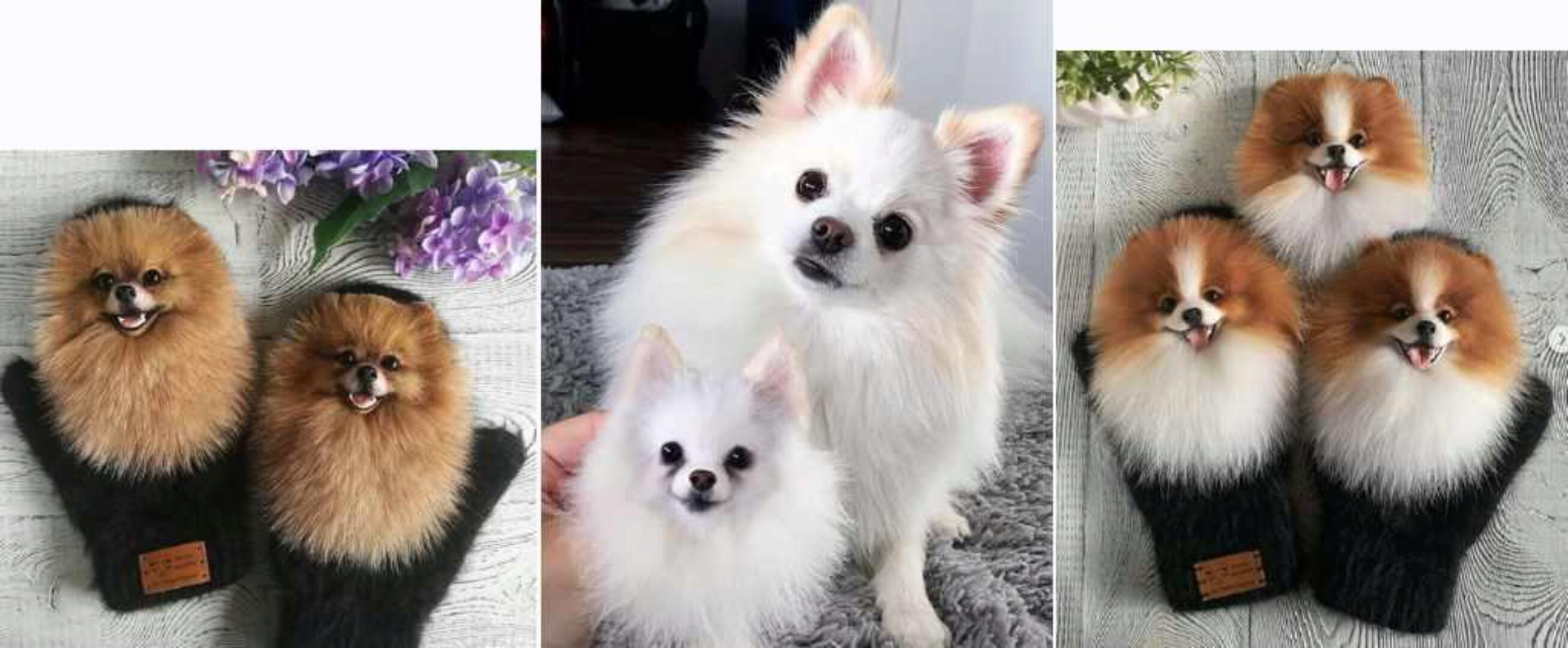 Звероварежки и звероброшь Шпицы (Марина Грубер)