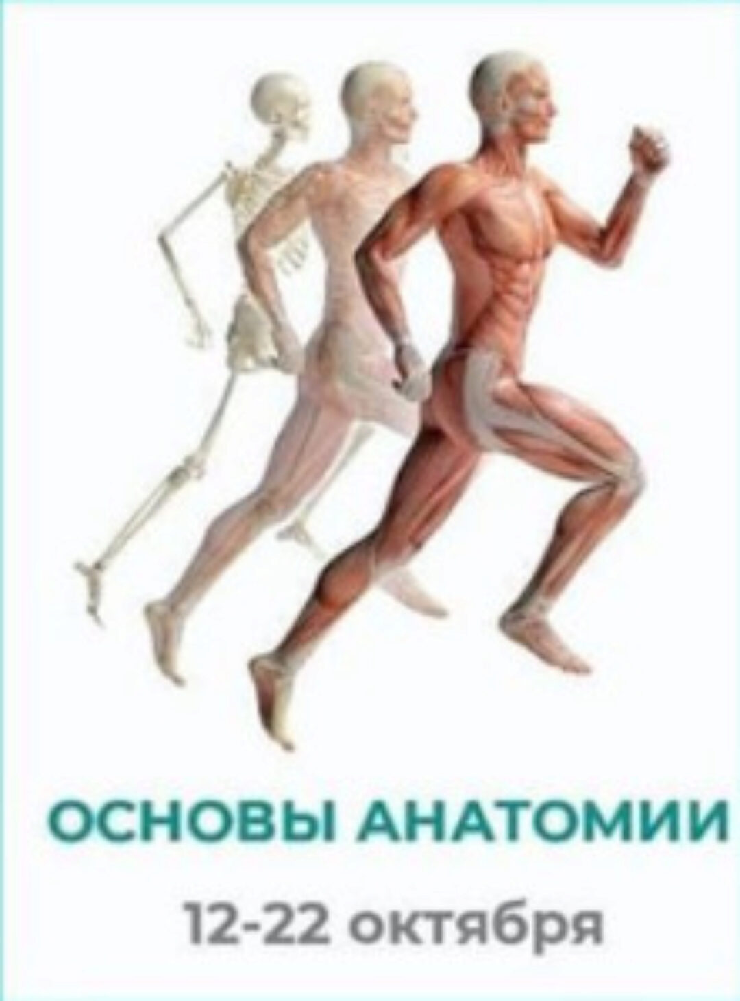 [move4s] Основы анатомии  (Леля Савосина)