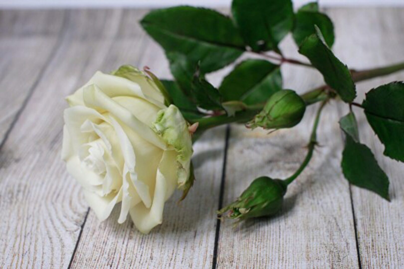 Базовый курс  «Цветы из полимерной глины»,  8 мастер-классов (Марина Головина)