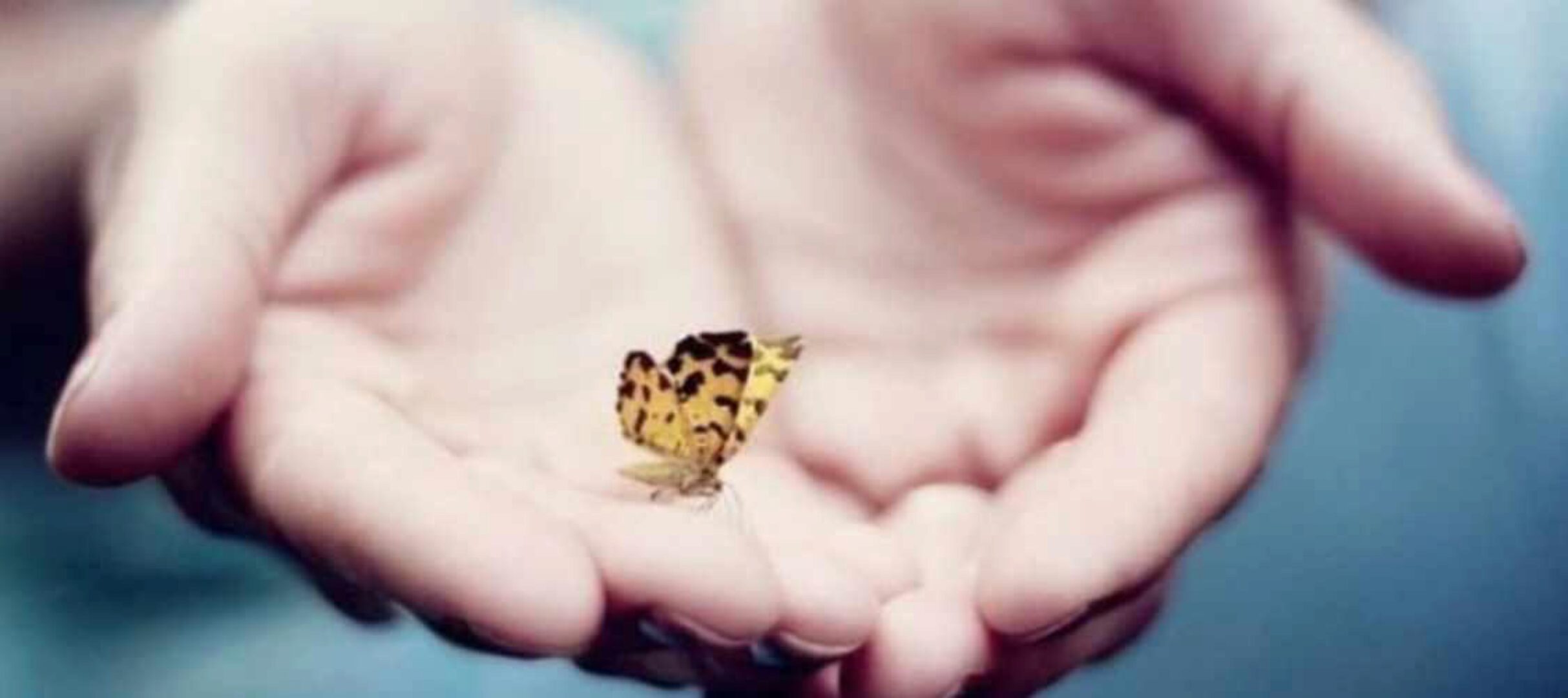 Ты наш, но тебя нет (Елена Веселаго)