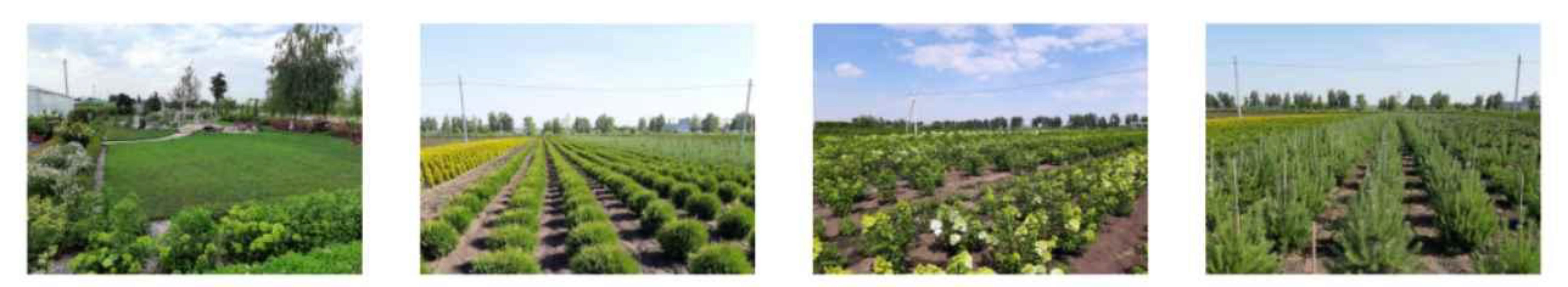 [АППМ] Первые шаги к созданию садового центра (Вера Глухова)