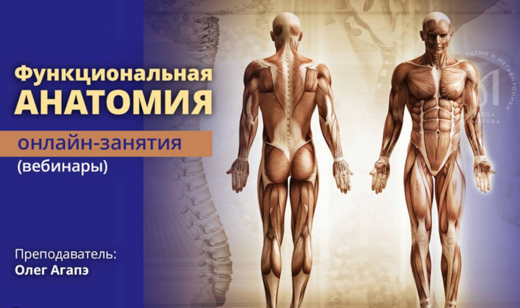 [Институт остеопатии и Метавитоники]  Функциональная анатомия (Олег Агапэ)