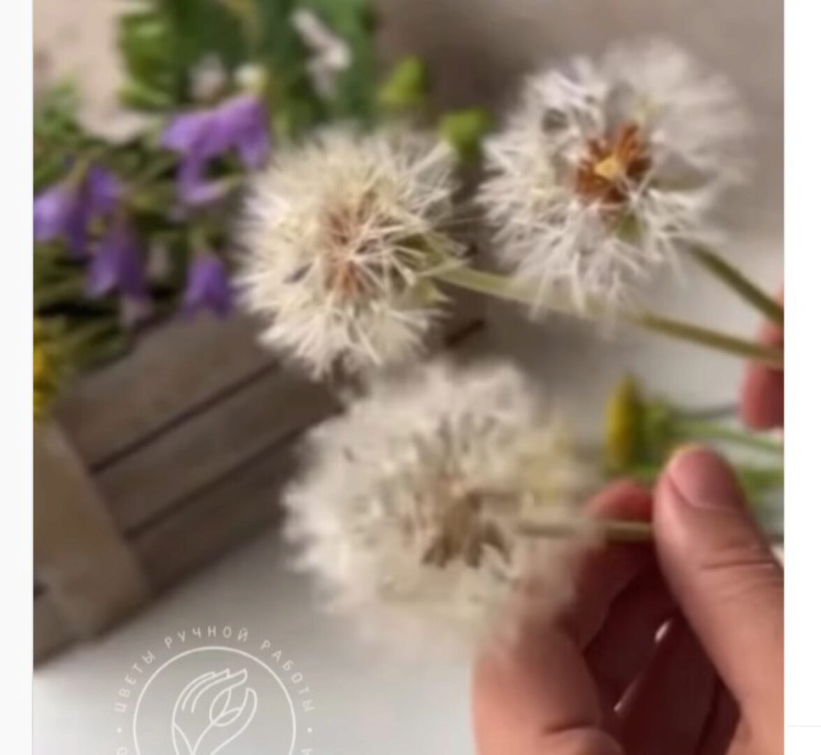 Белые пушистые одуванчики (queen_clayflowers)