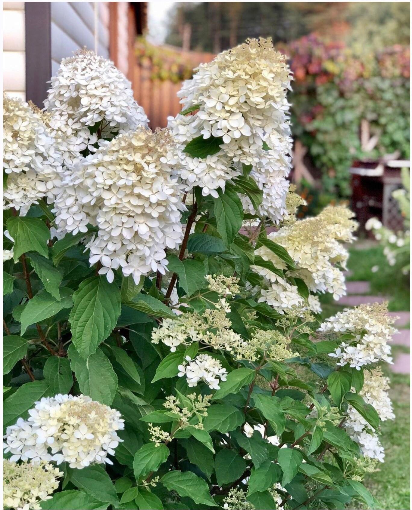 Зелёное черенкование гортензии Метельчатой (za_larisa)