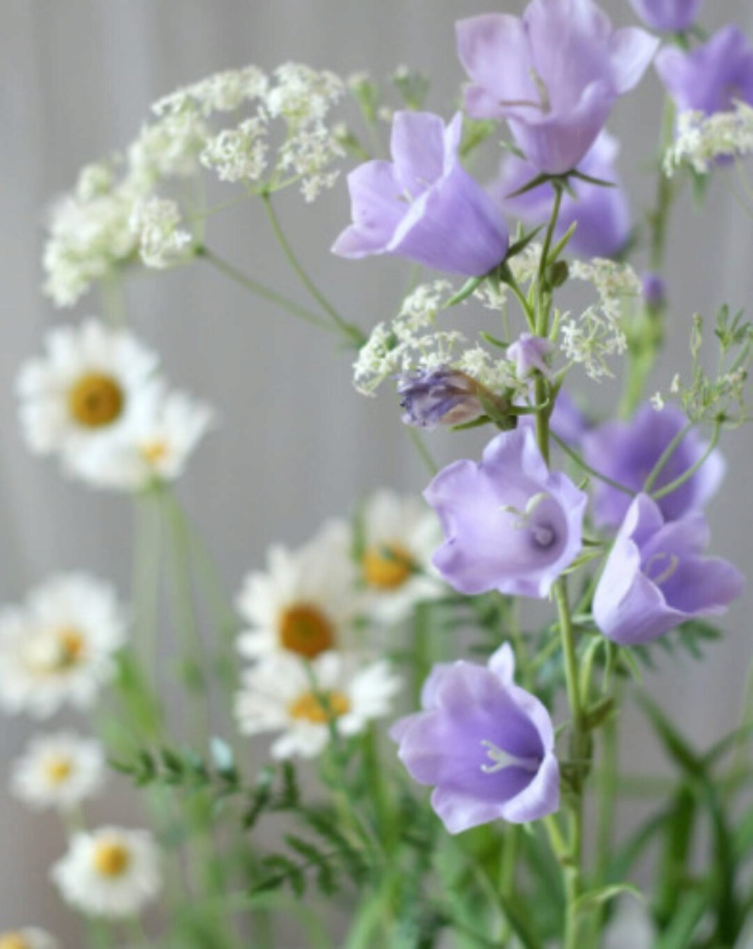 Колокольчик из холодного фарфора (Олеся Богданович)