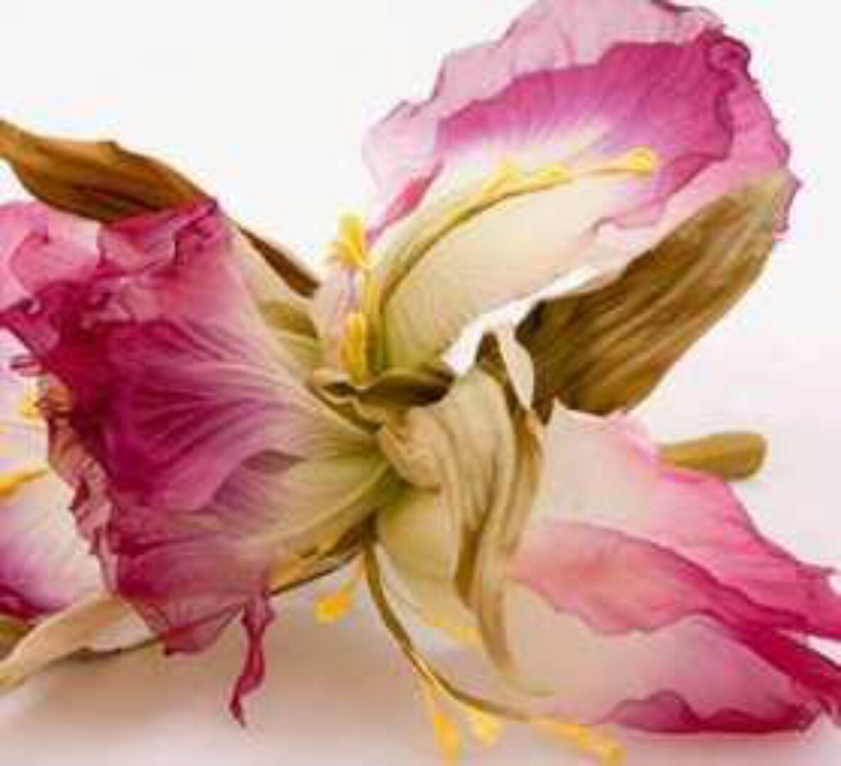 Ирис «Робейро» (Полина Кузнецова)