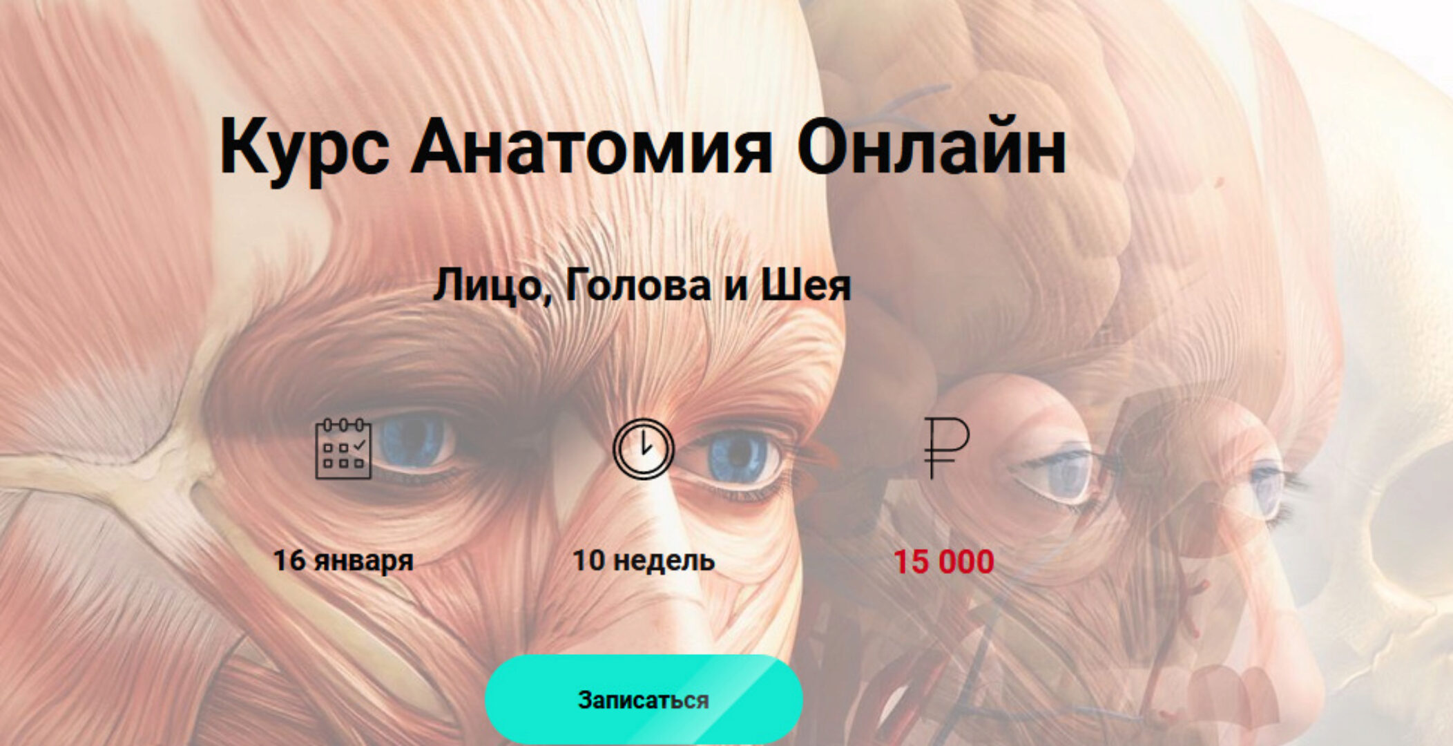 Анатомия Онлайн Лицо, Голова и Шея (Эмилия Савельева)