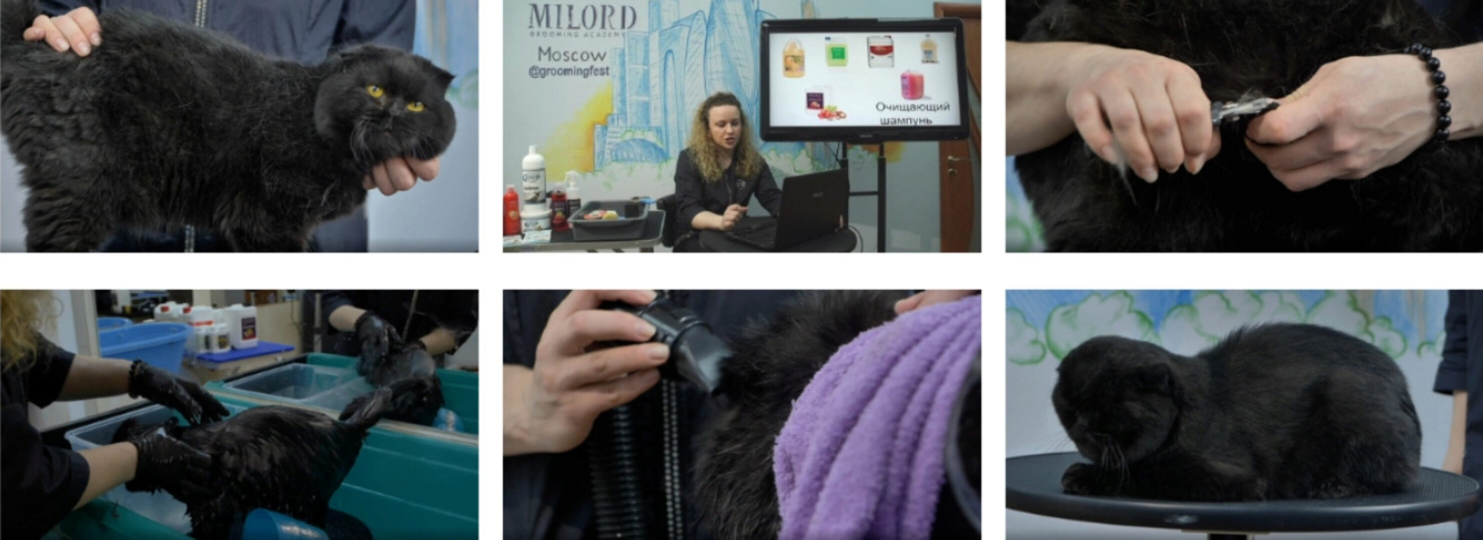 Экспресс-линька кошки: типы шерсти, инструмент, косметика (Инна Шпилева)