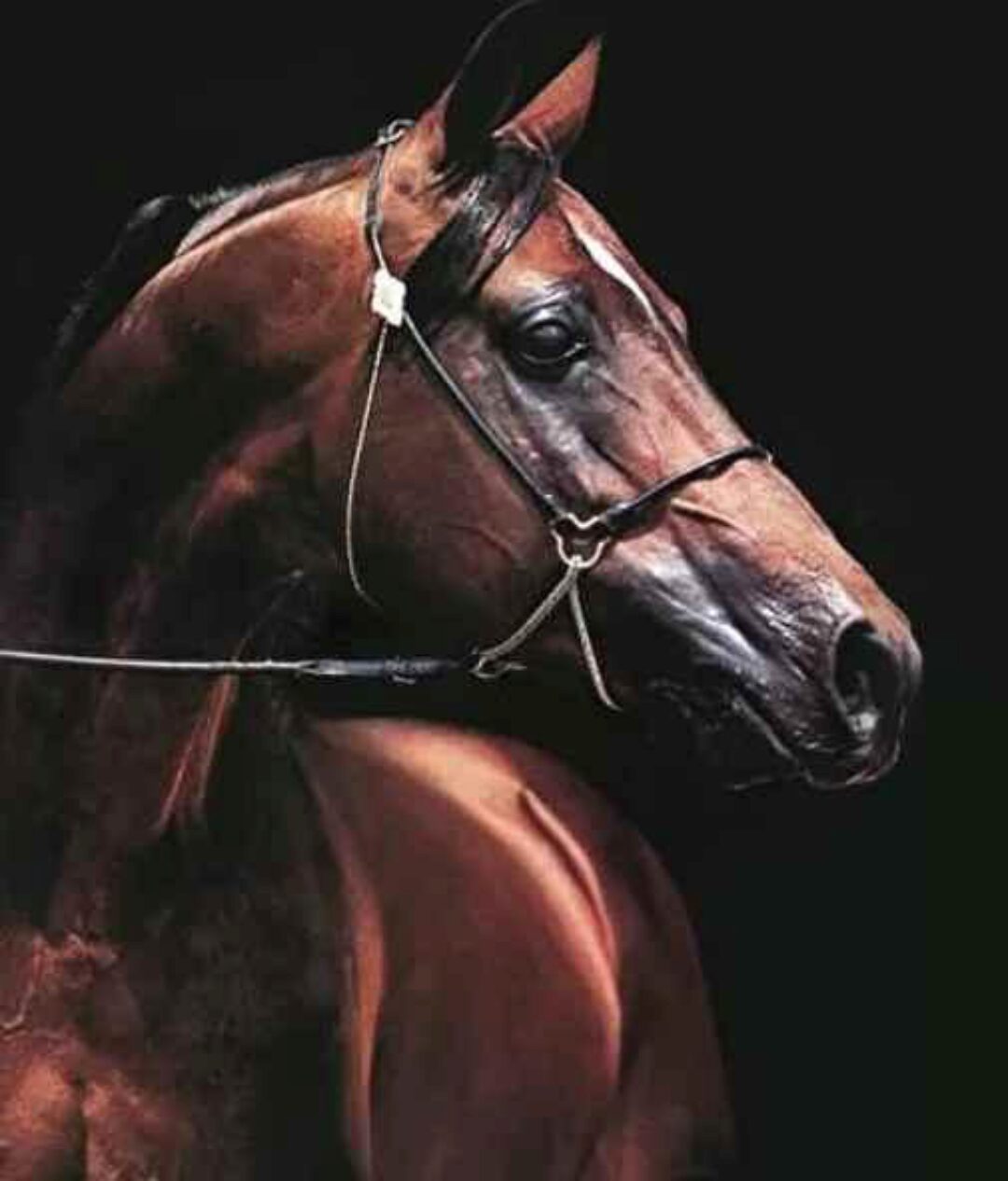 Арабский жеребец маслом (Юлия Дубинина)