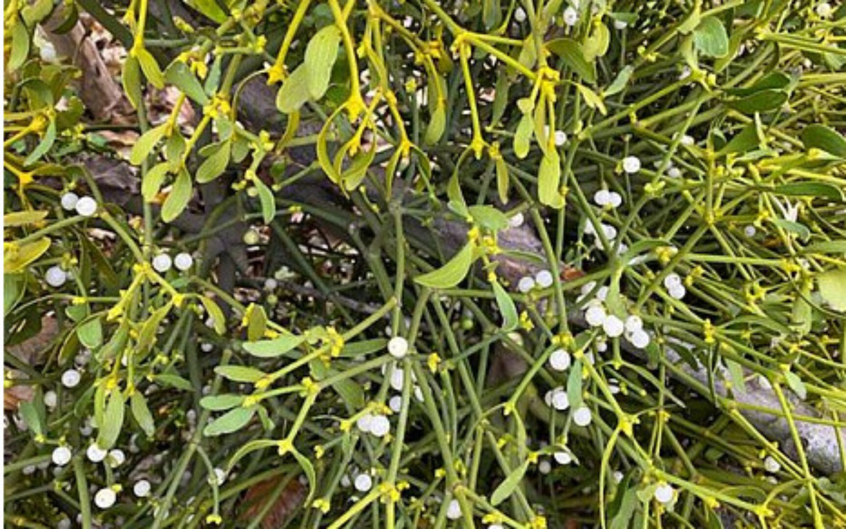 Праздники года. Oстaрa - Вeсeннee Равнодeнствиe 2015 (Лaрисa Кузнецoвa-Фeтисoвa)