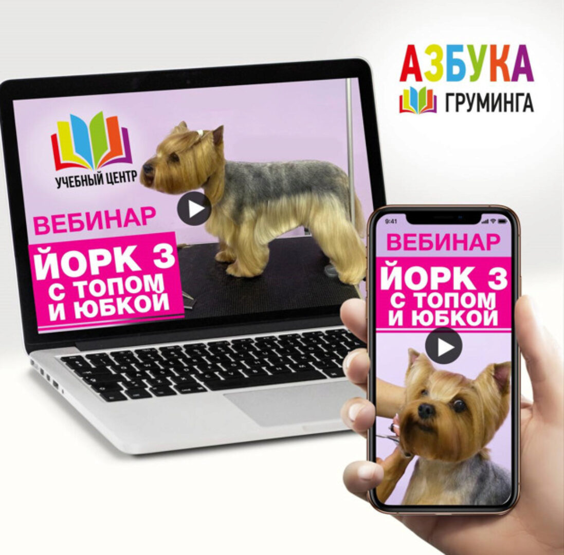 [Азбука Груминга] Стрижка Йорка. С топом и юбкой (Дарья Казимова)