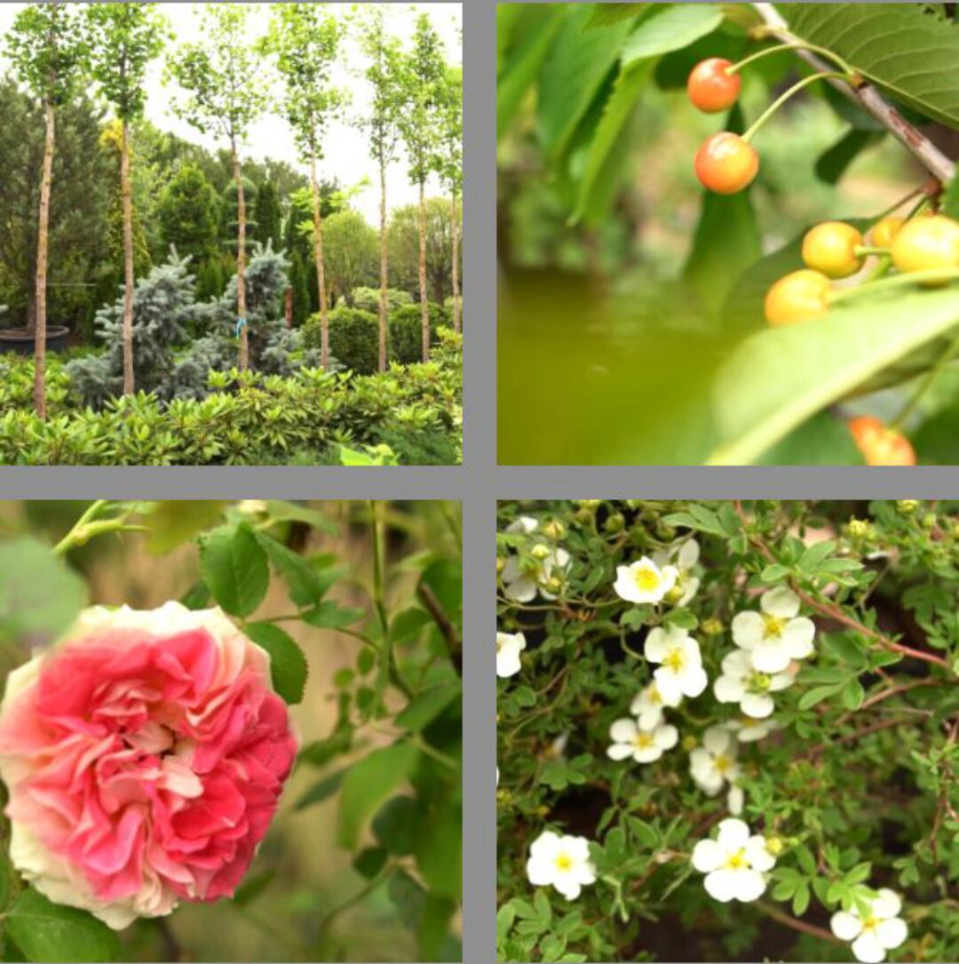 [Школа Ландшафтного Дизайна] Дендрология. Стандартное обучение (Елена Савич)