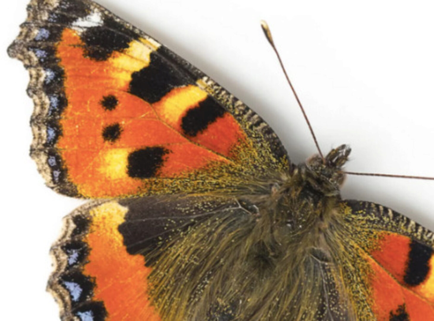 Насекомые. Акварельный онлайн курс (Нина Петровская)