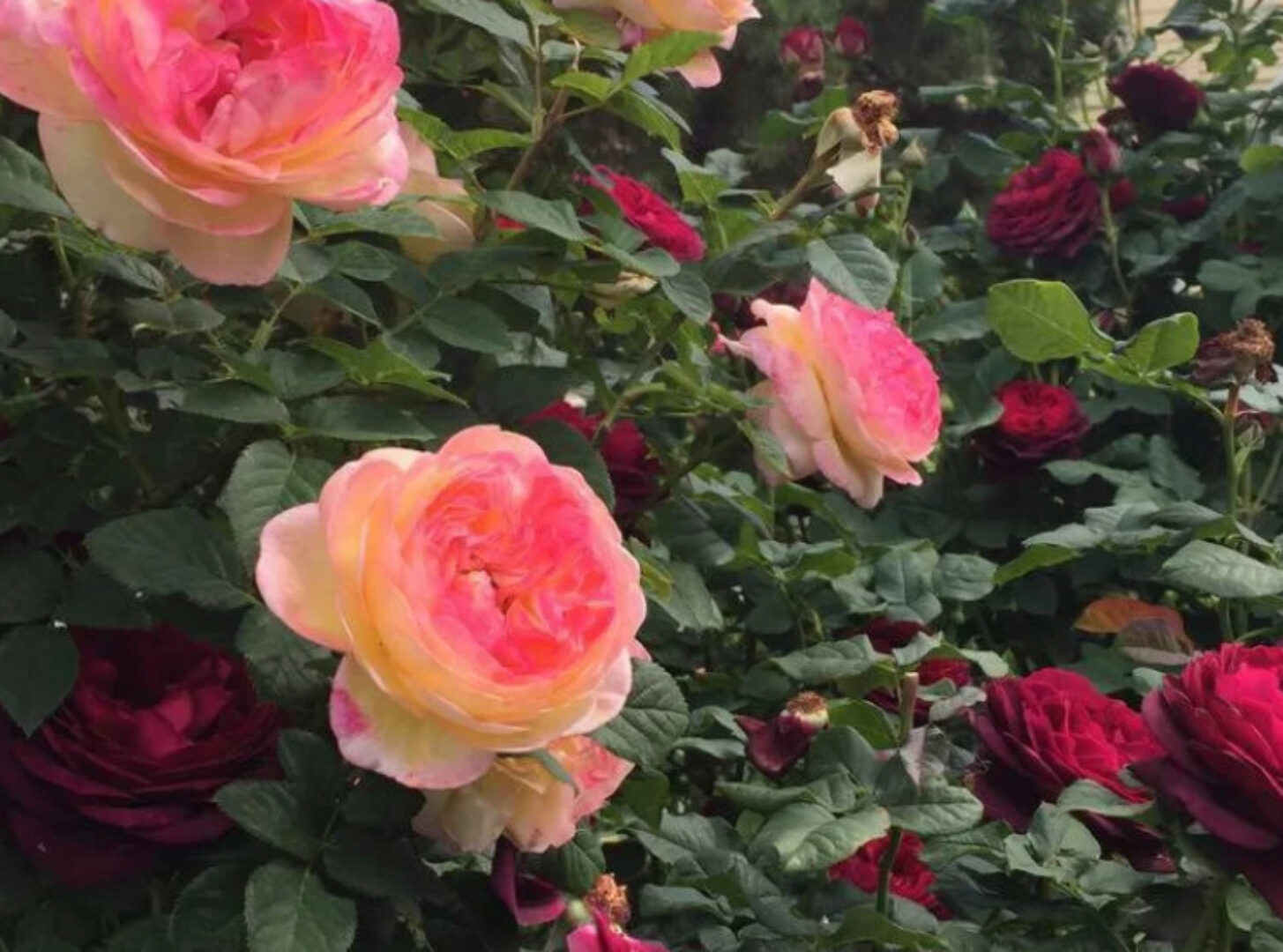 Создание розового сада и уход за розами (Елена Демьянчук)