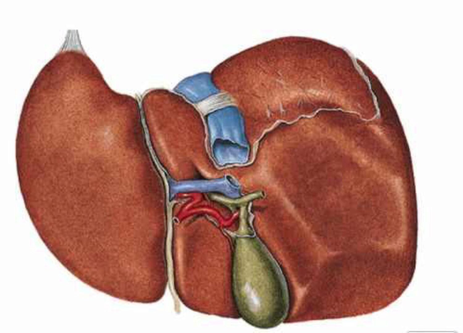 Коррекция печени (Юджиния Квант)