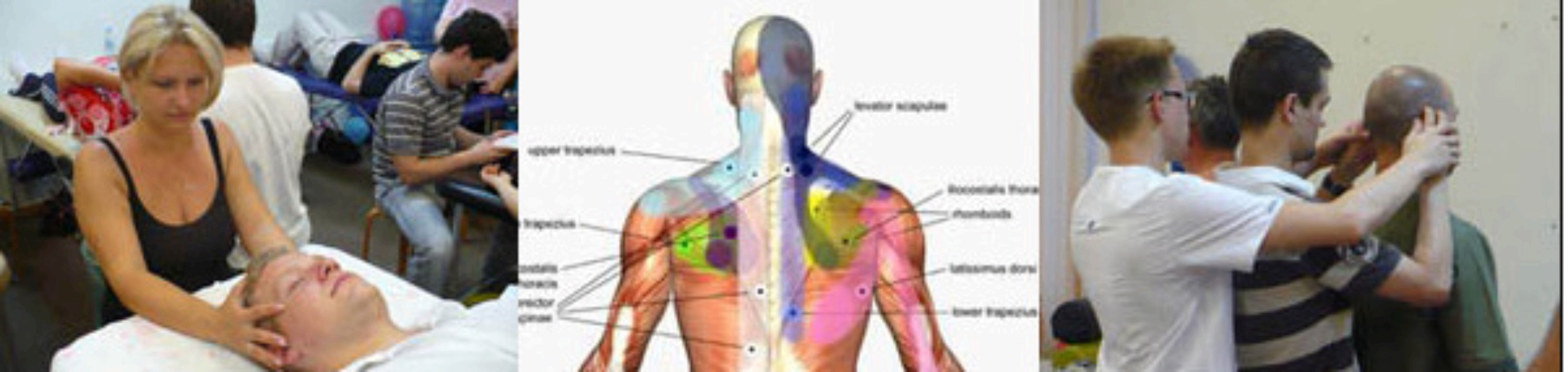 Базовый семинар «Краниосакральная остеопрактика – структуры тела и мозговой череп» (Александр Смирнов)