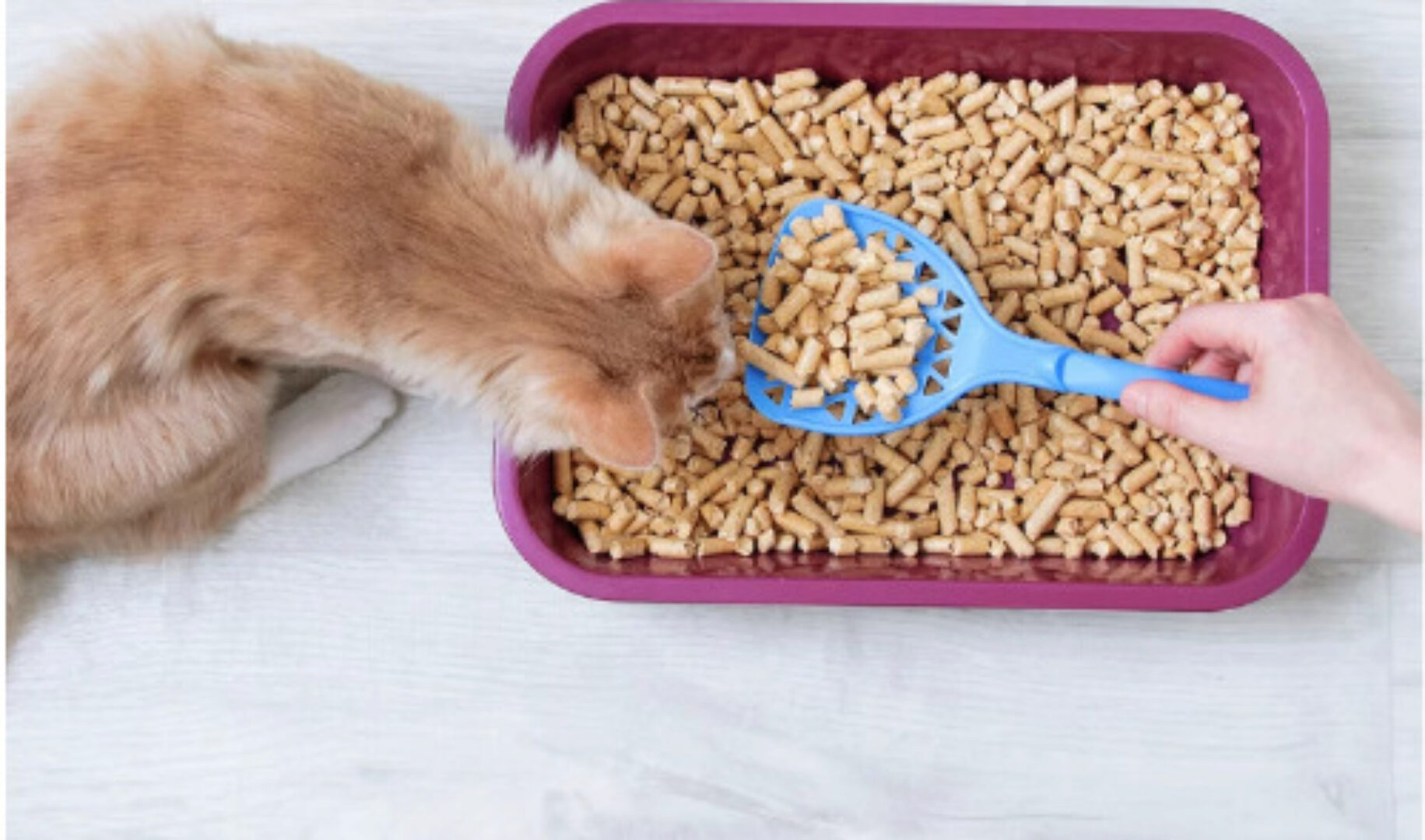 Кошка игнорирует лоток (Дарья Полянская)