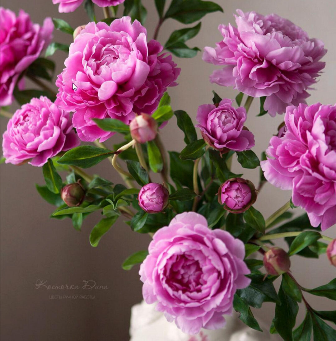 Розовые пионы (Дина Косточка)