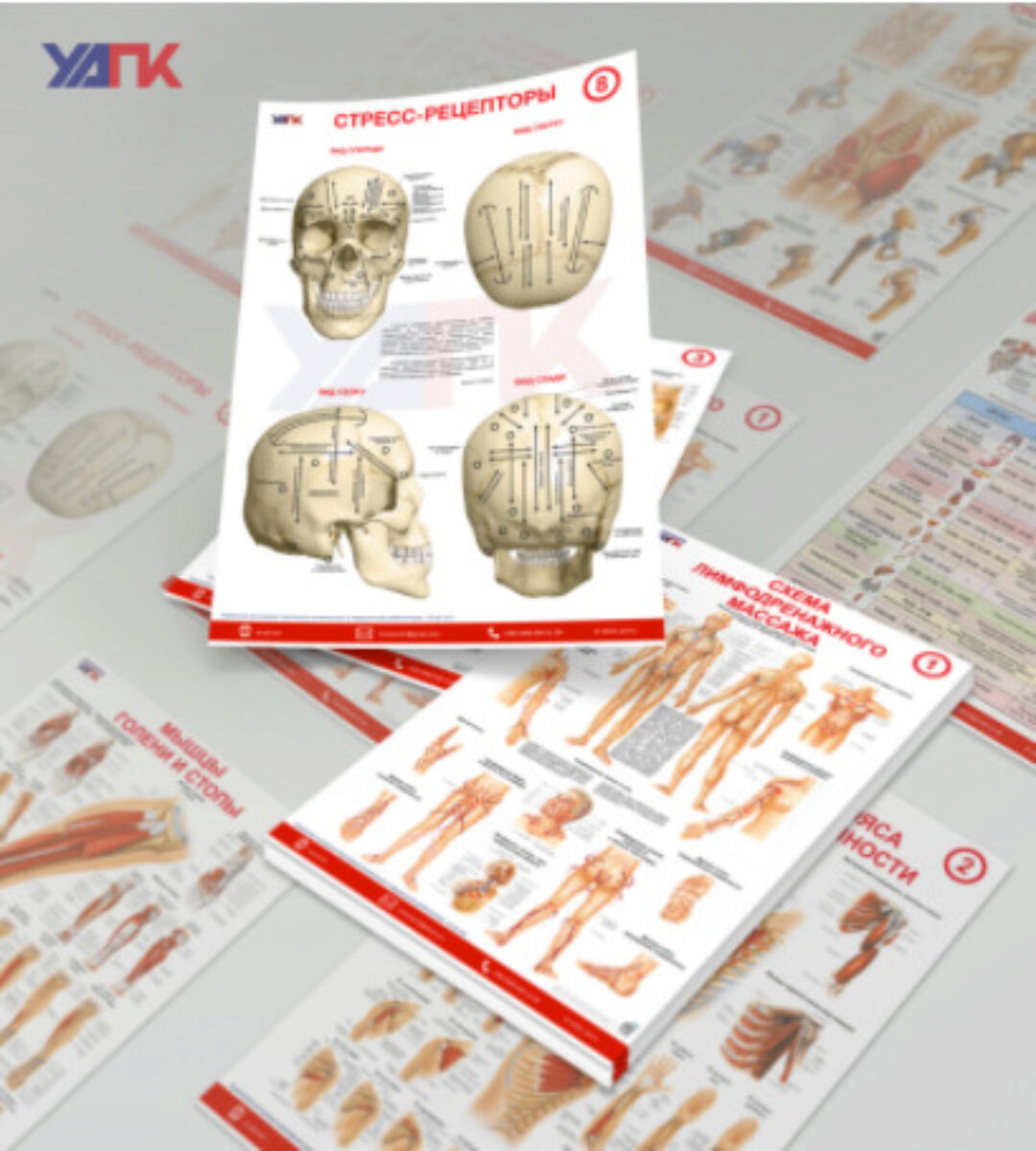 [УАПК] Плакаты по анатомии. Схемы взаимосвязей (Анатомия. Лимфодренаж. Ассоциации)