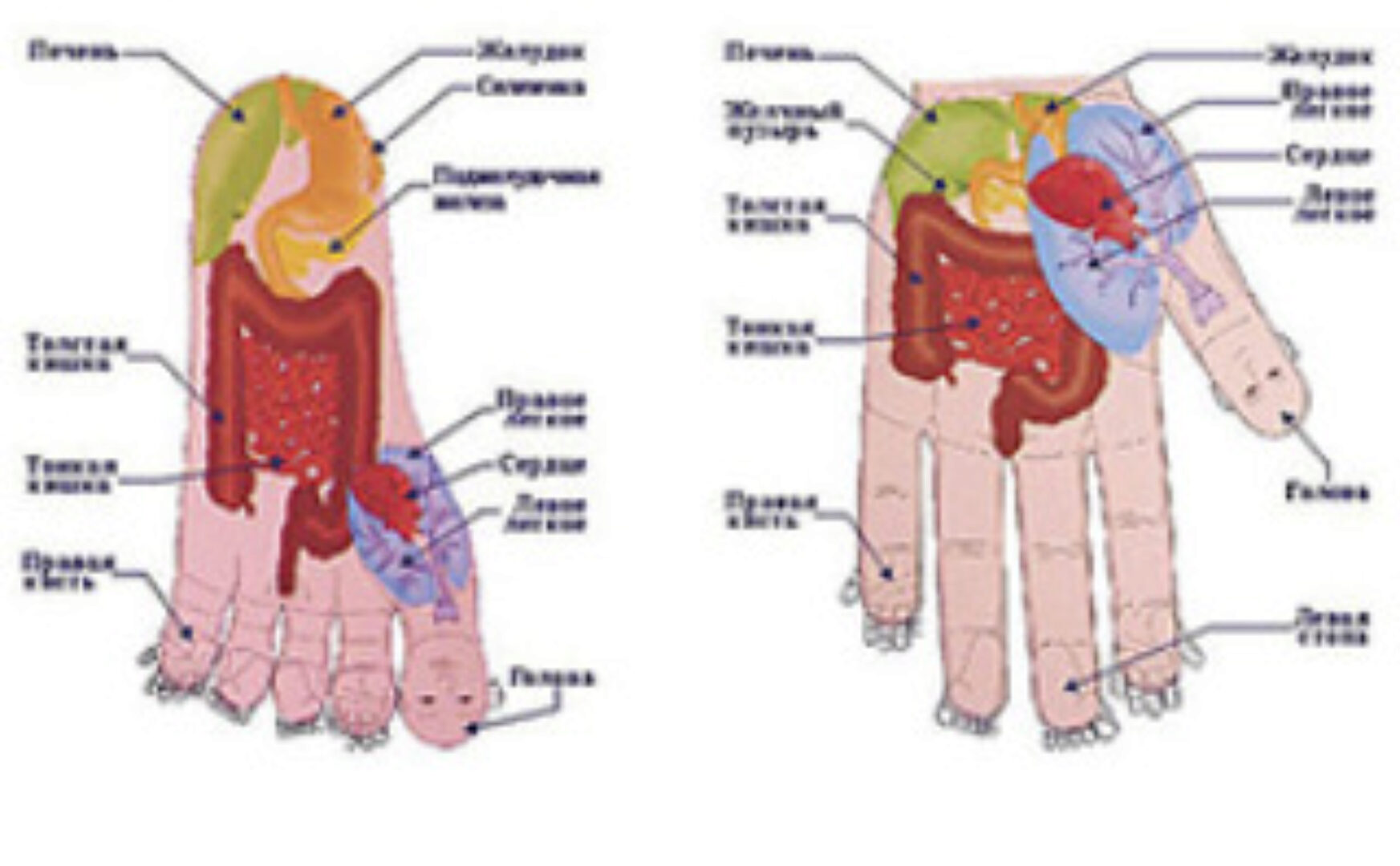 Диагностика по внешним признакам. Вебинар №2 (Елена Макарова)